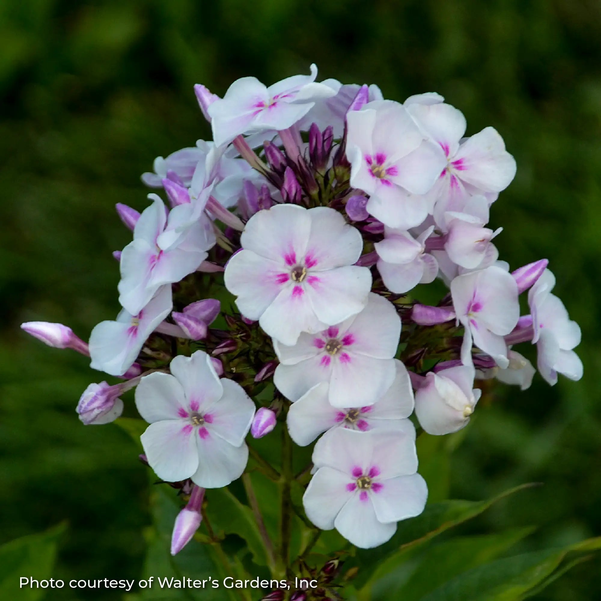 Phlox Garden Garden Girls™ 'Party Girl'