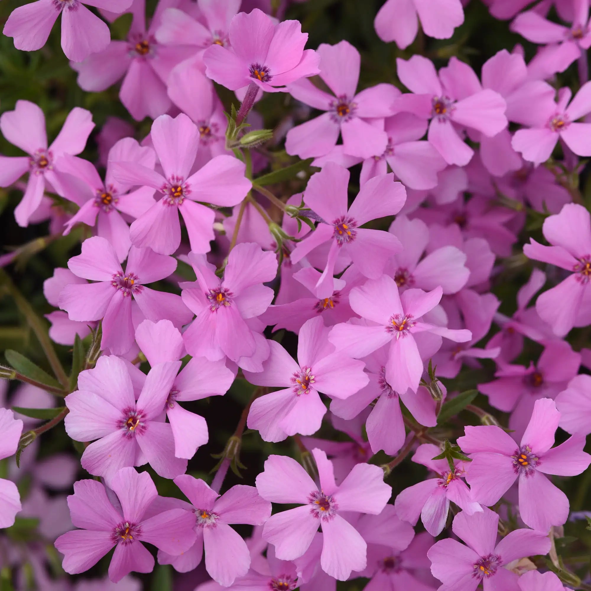 Phlox Creeping Spring Splash™ 'Pink'