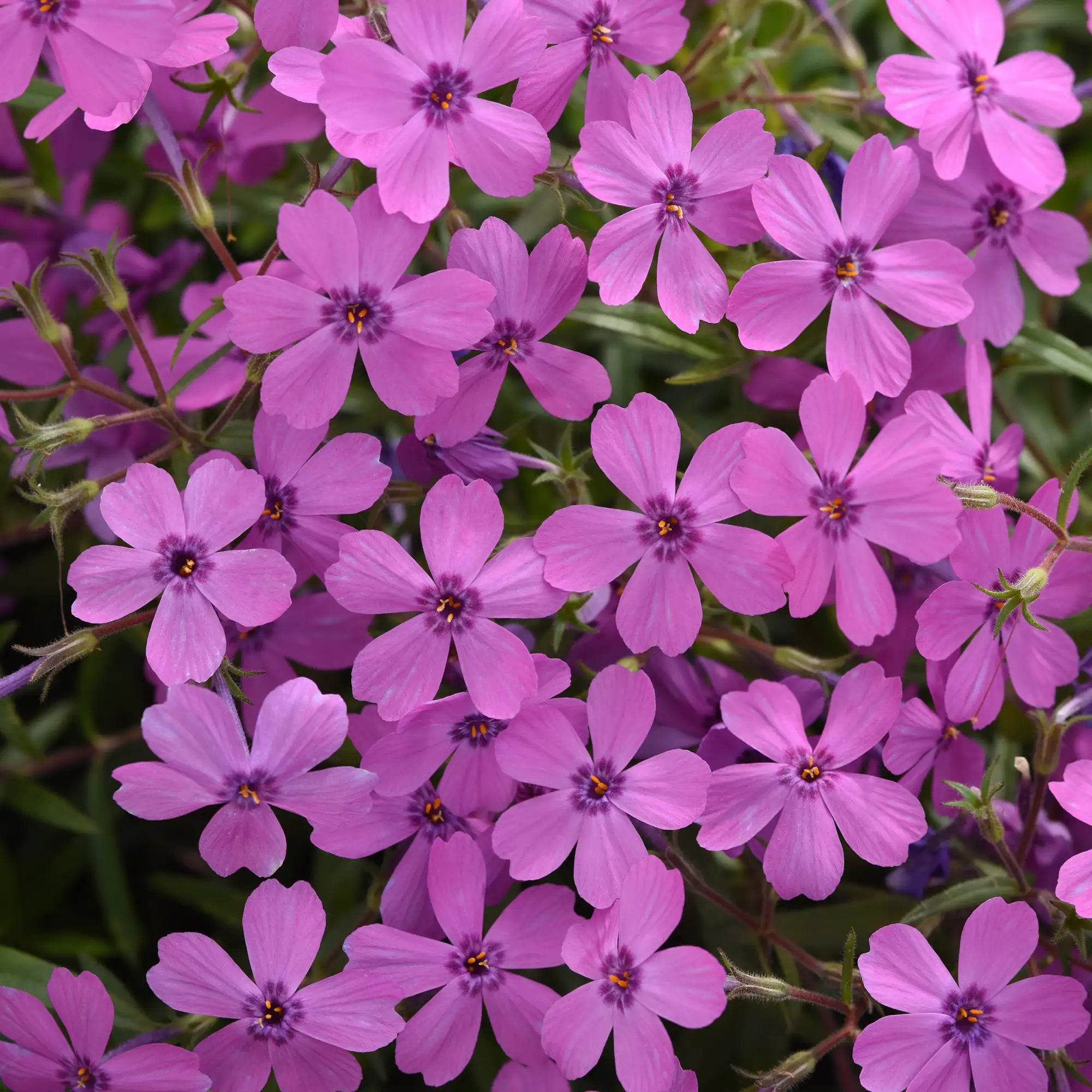 Phlox Creeping Spring Splash™ 'Violet'