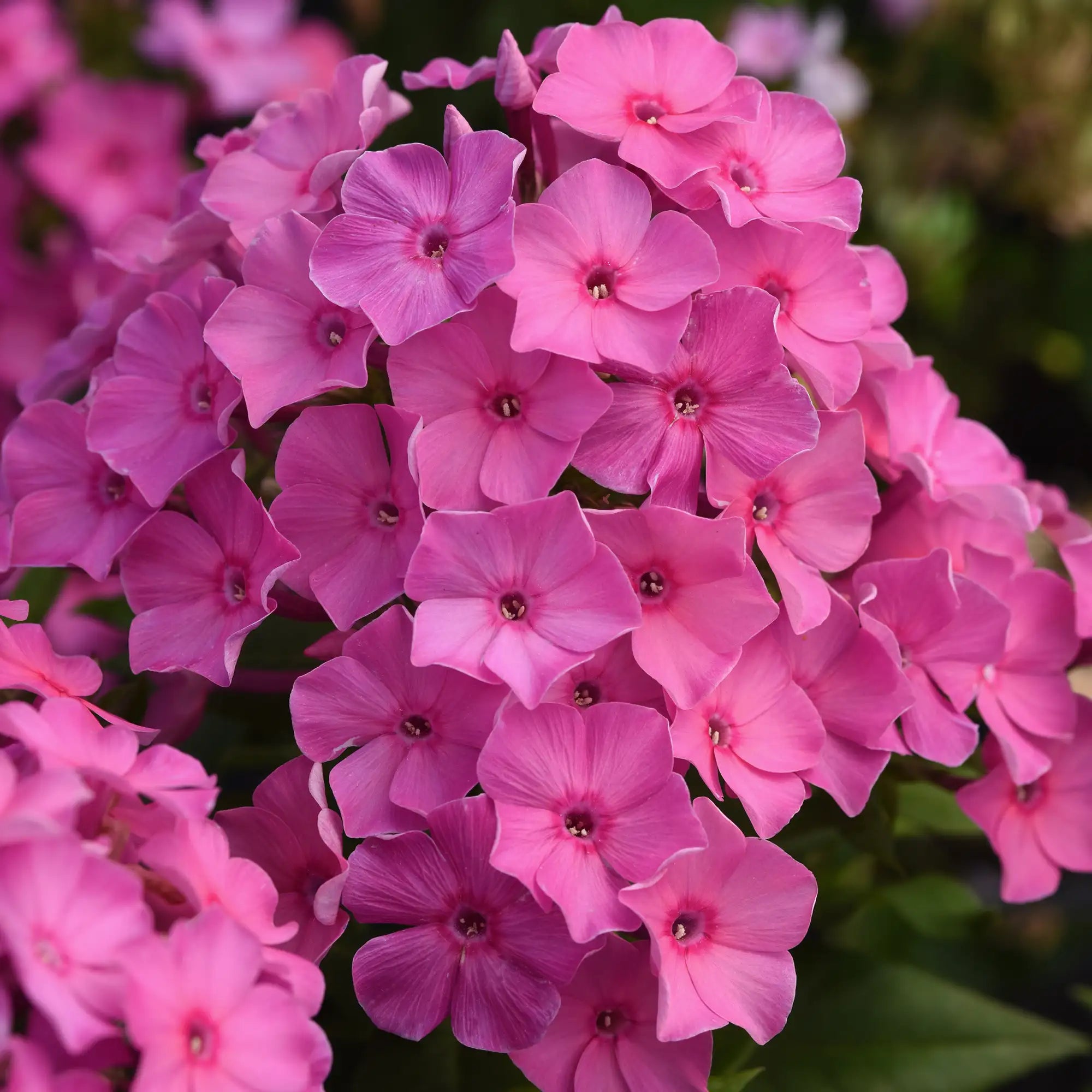 Phlox Garden Super Ka-Pow™ 'Pink'
