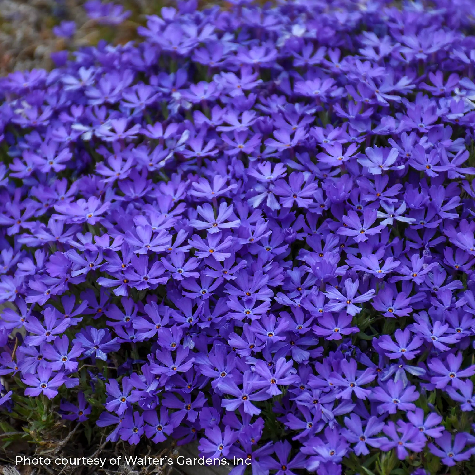 Dark Purple Creeping Phlox