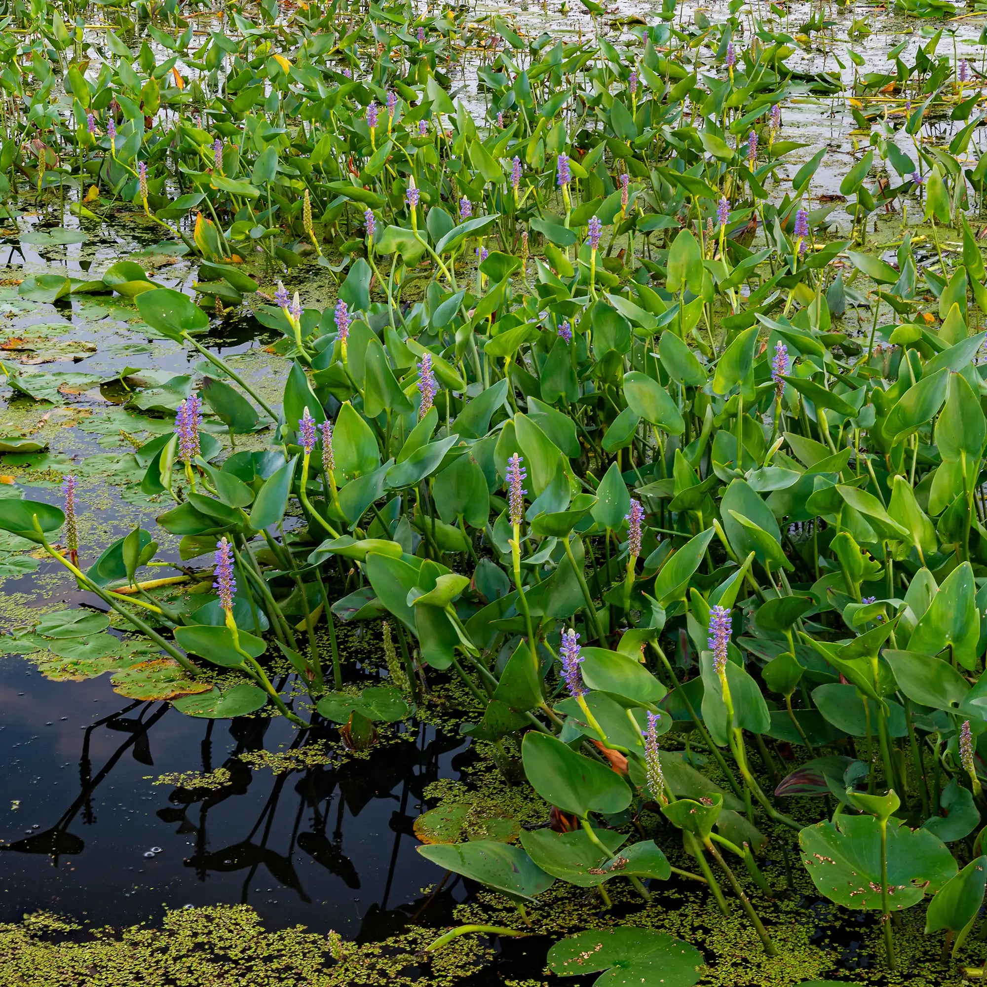 Pickerel Weed purple flowering in a pond