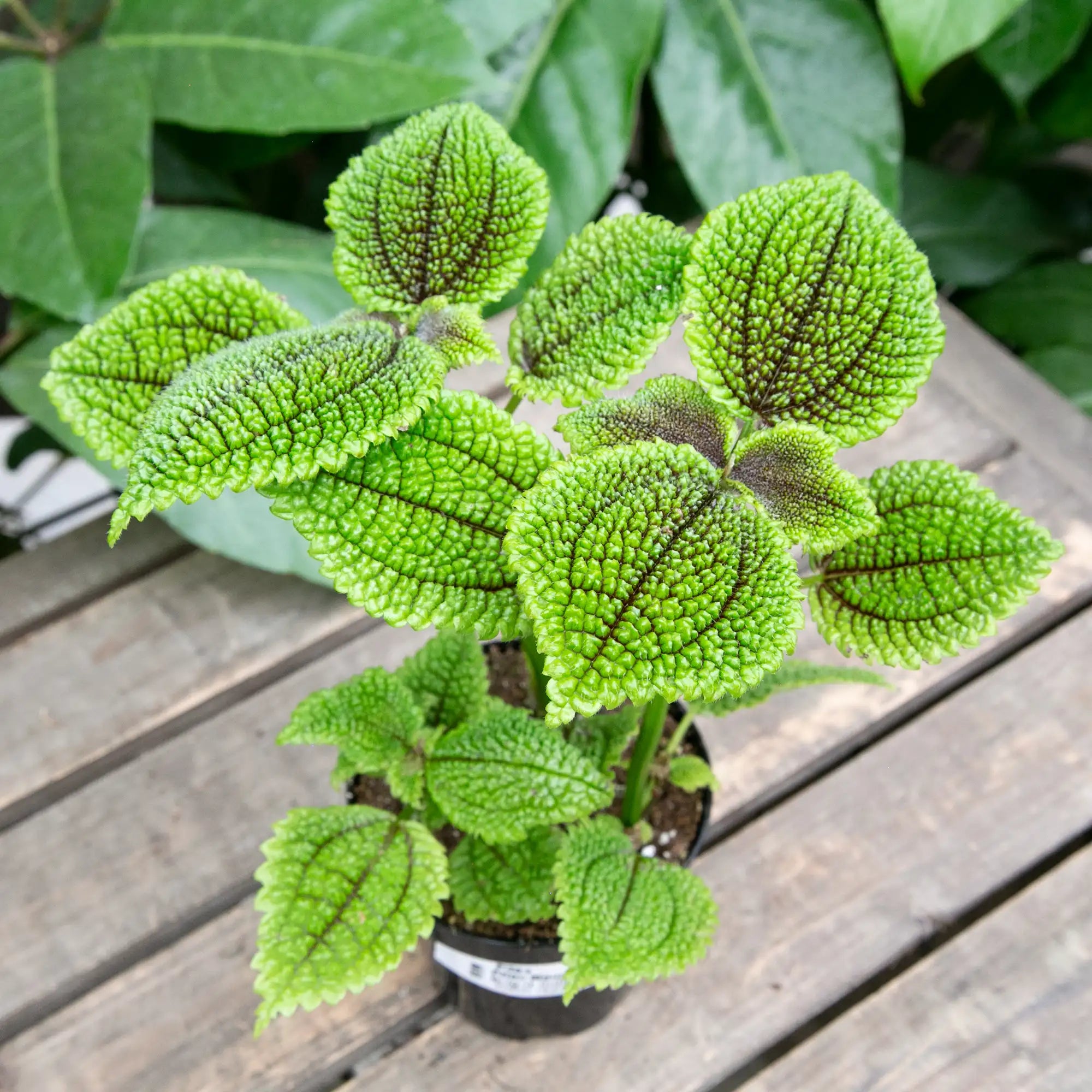 Pilea 'Moon Valley'