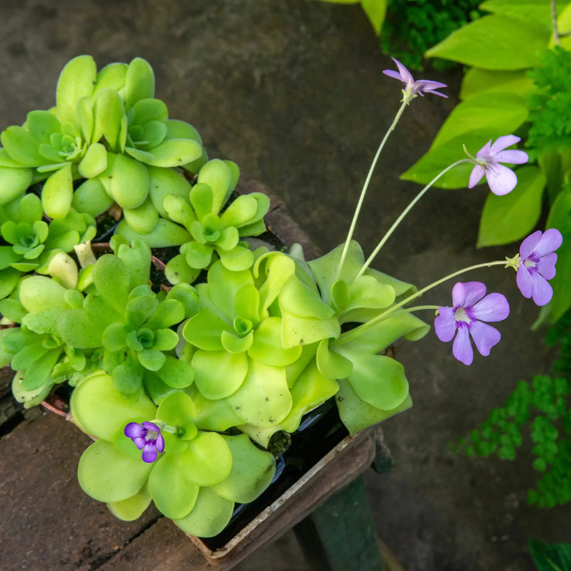 A potted succulent plant with bright green rosette-shaped leaves and thin stems bearing small purple flowers, photographed outdoors on a wooden surface with garden foliage in the background.