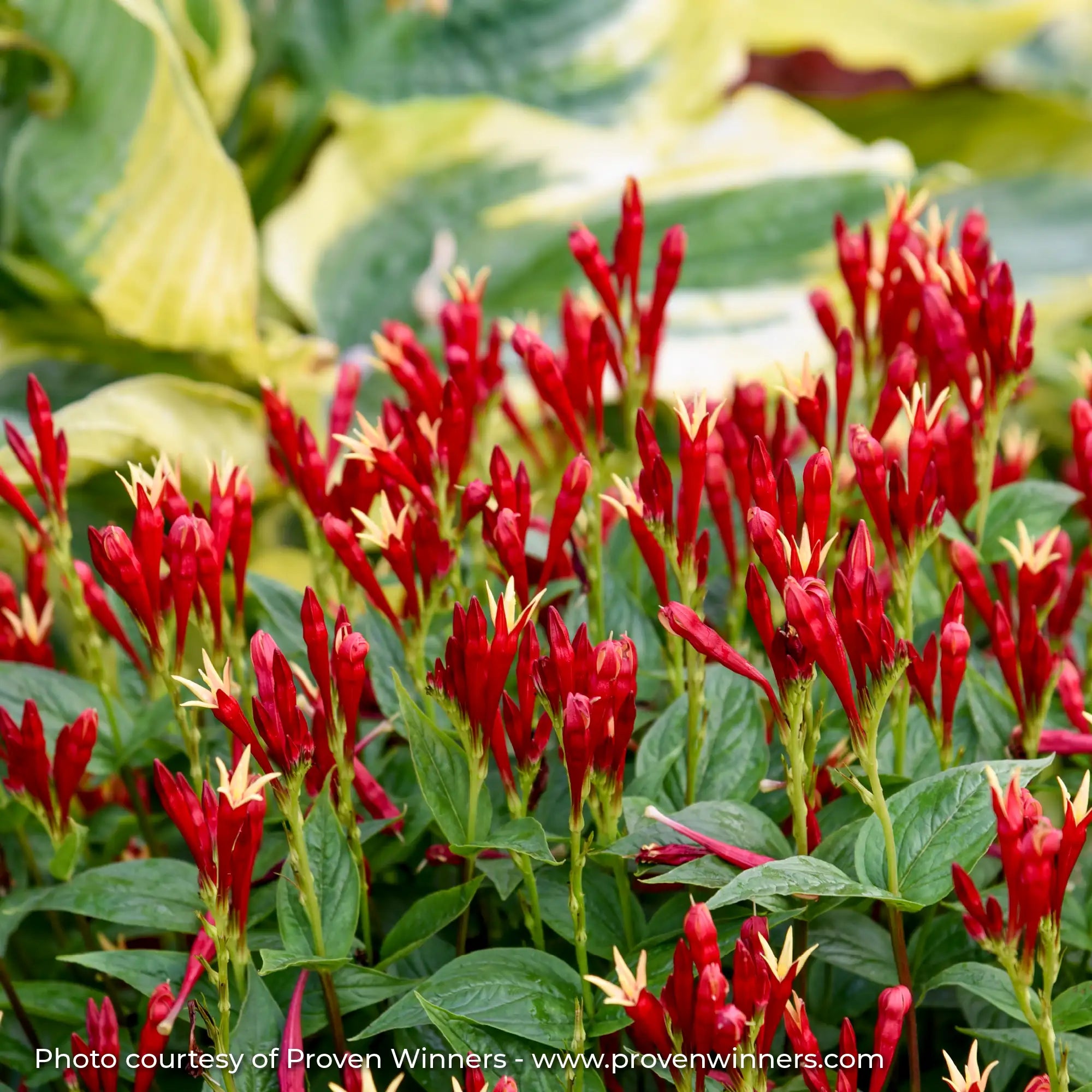 Close-up of Dark Red Pinkroot in a garden