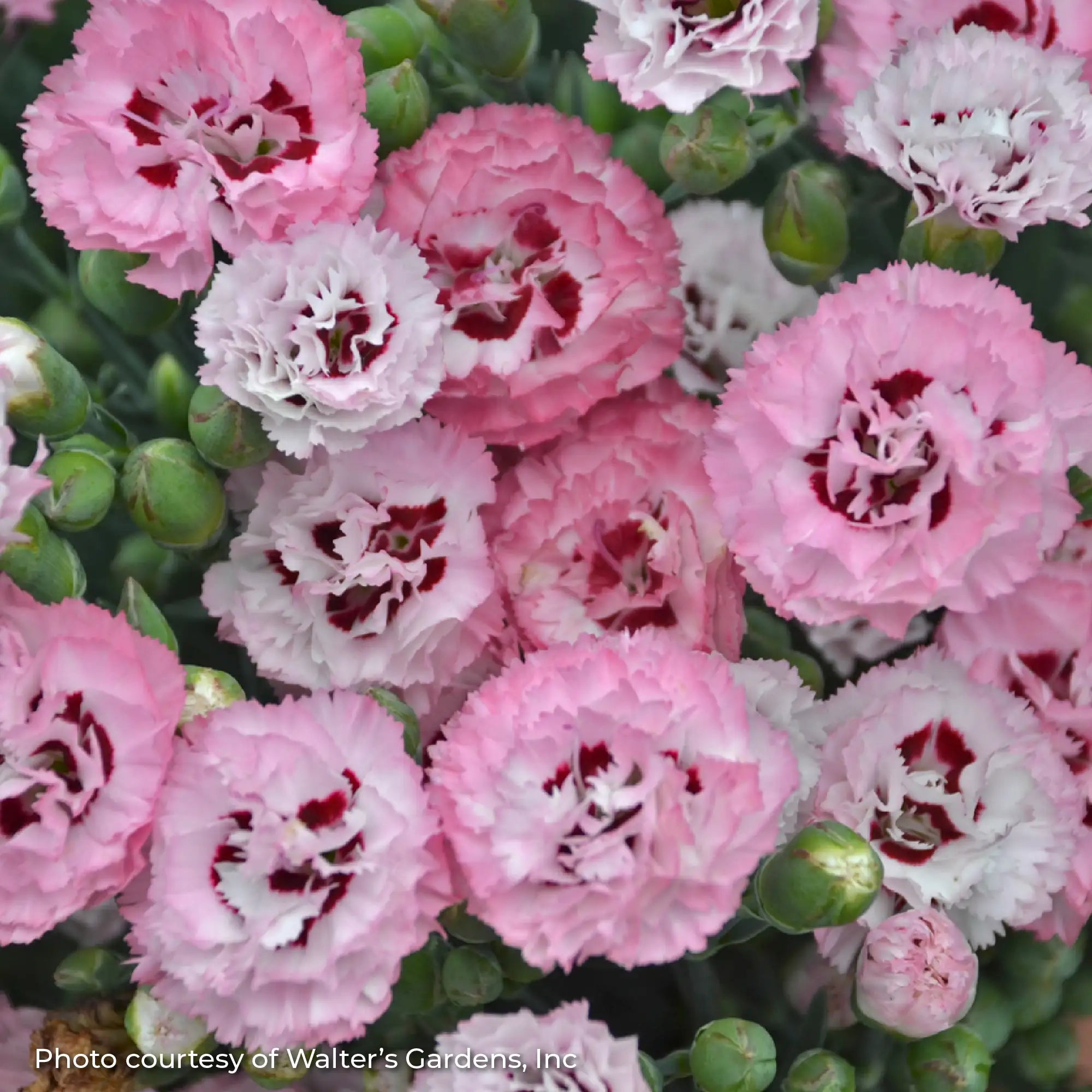 Close-up of White and Pink Dianthus