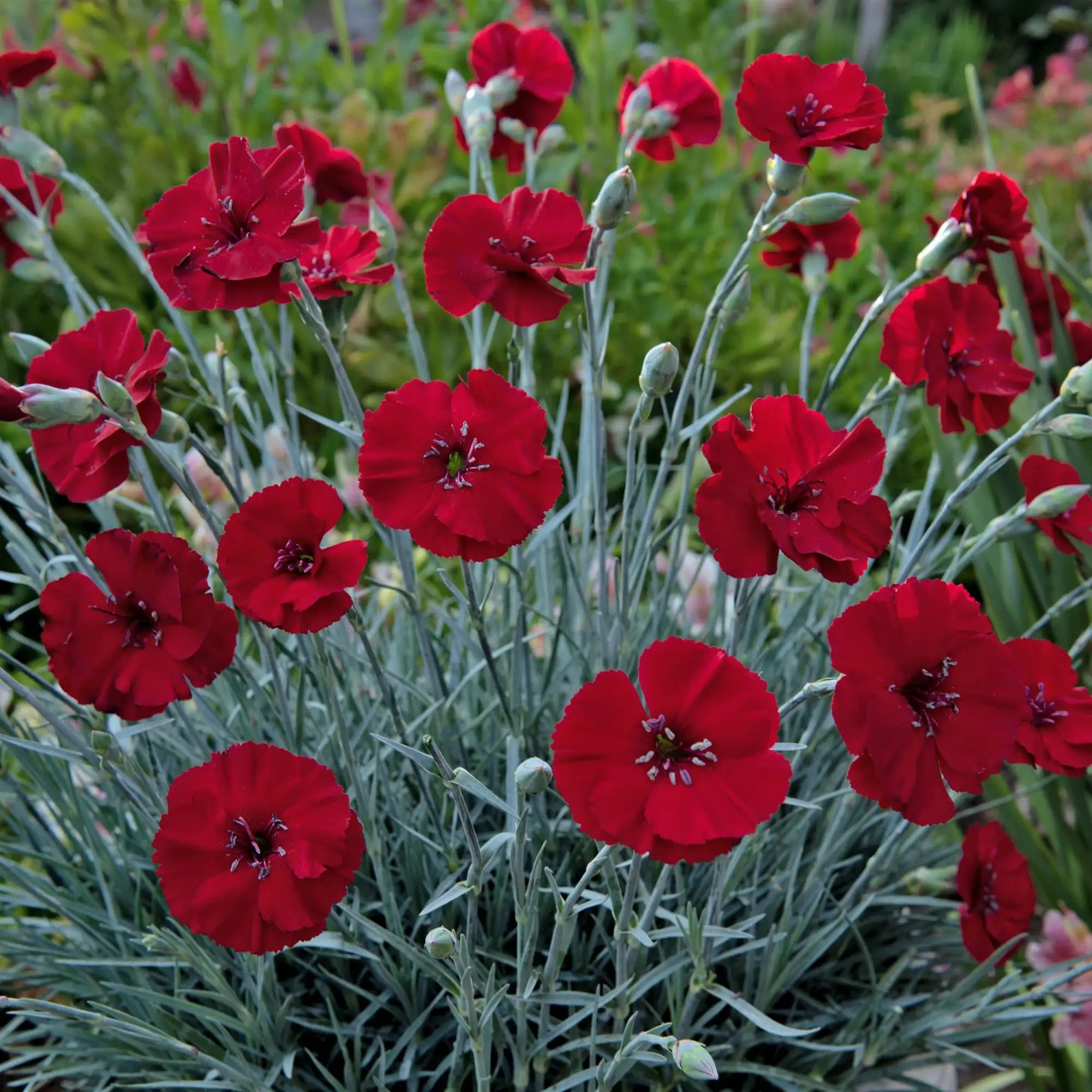 Pinks American Pie® 'Cherry Pie'