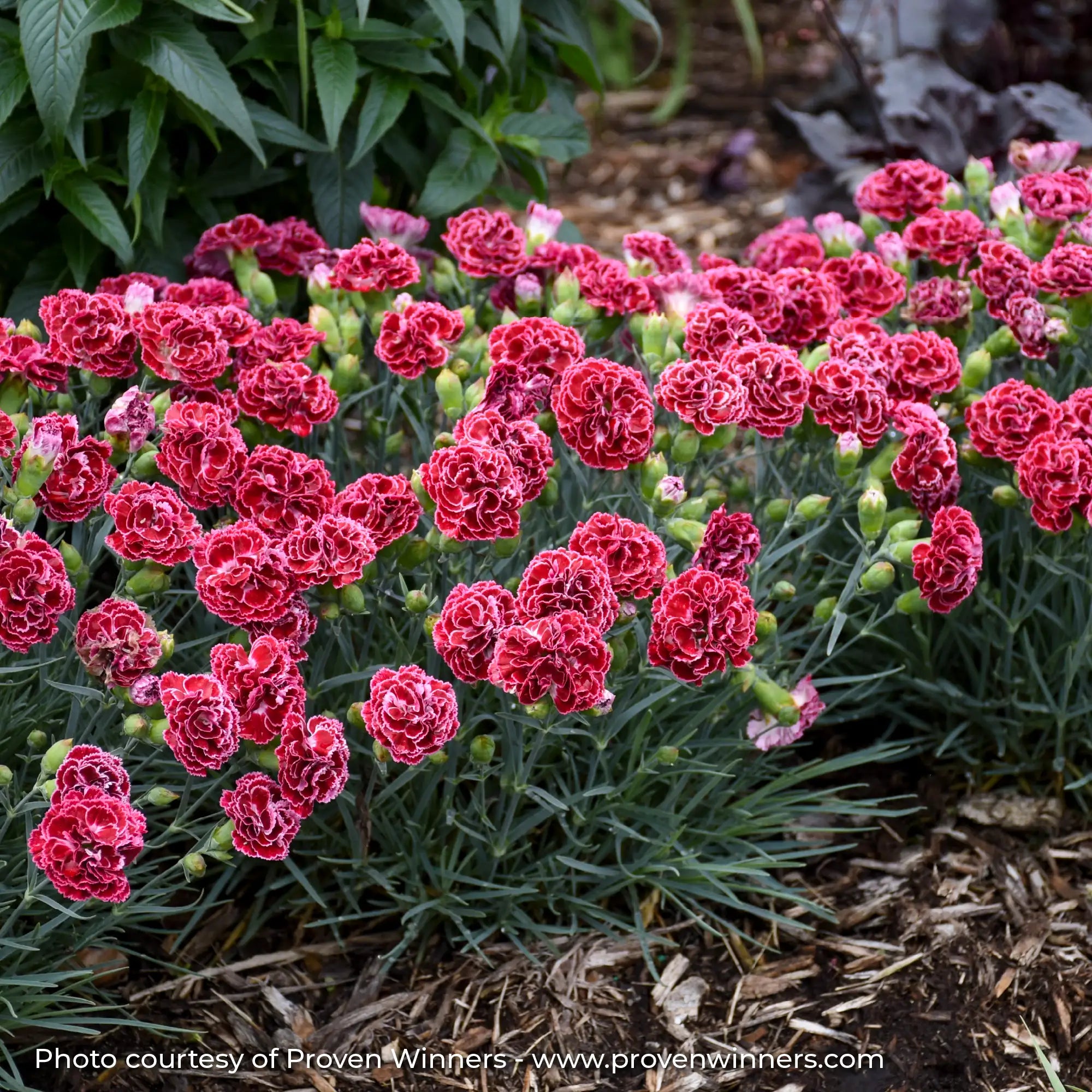Red and Pink Dianthus in a garden