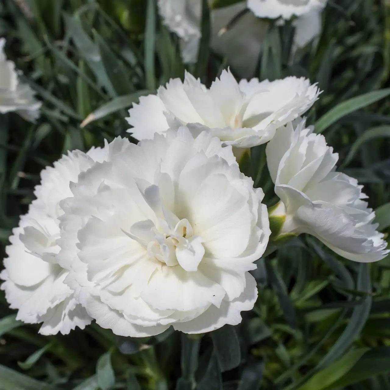 Pinks Constant Beauty® 'White'