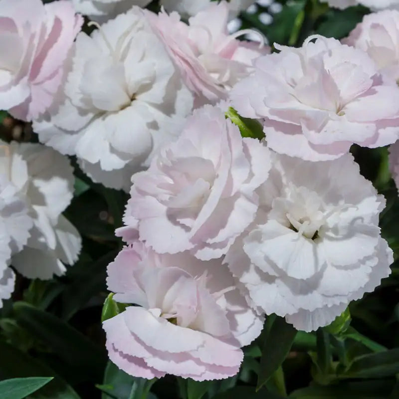Pinks Constant Cadence® 'White'
