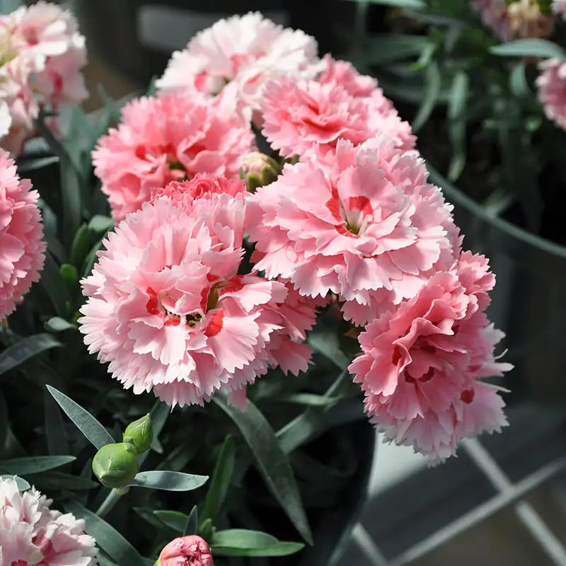 Pinks Constant Beauty® 'Crush Peach'