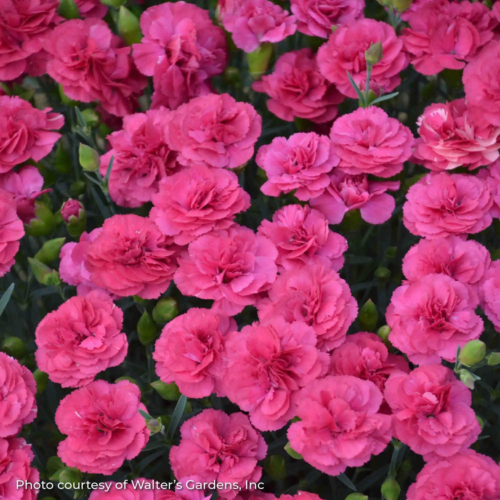 Close-up of Bright Pink Dianthus