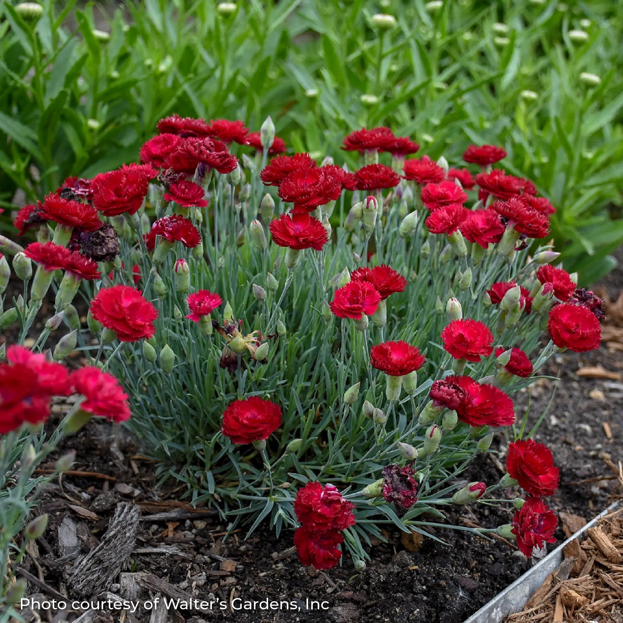 Red Dianthus in a garden.