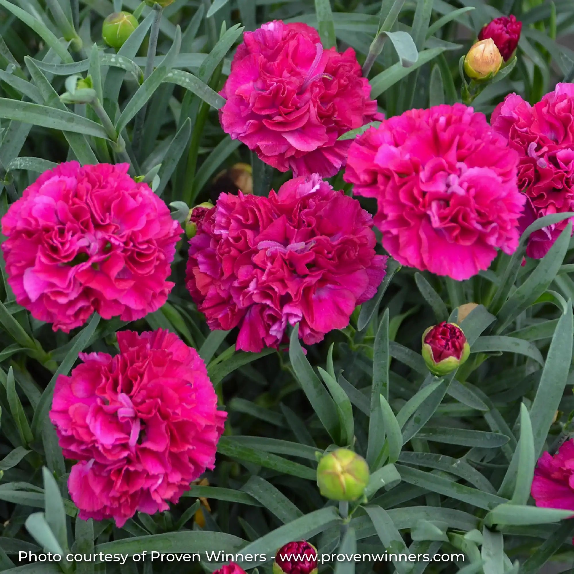 Close-up of Dark Pink Dianthus