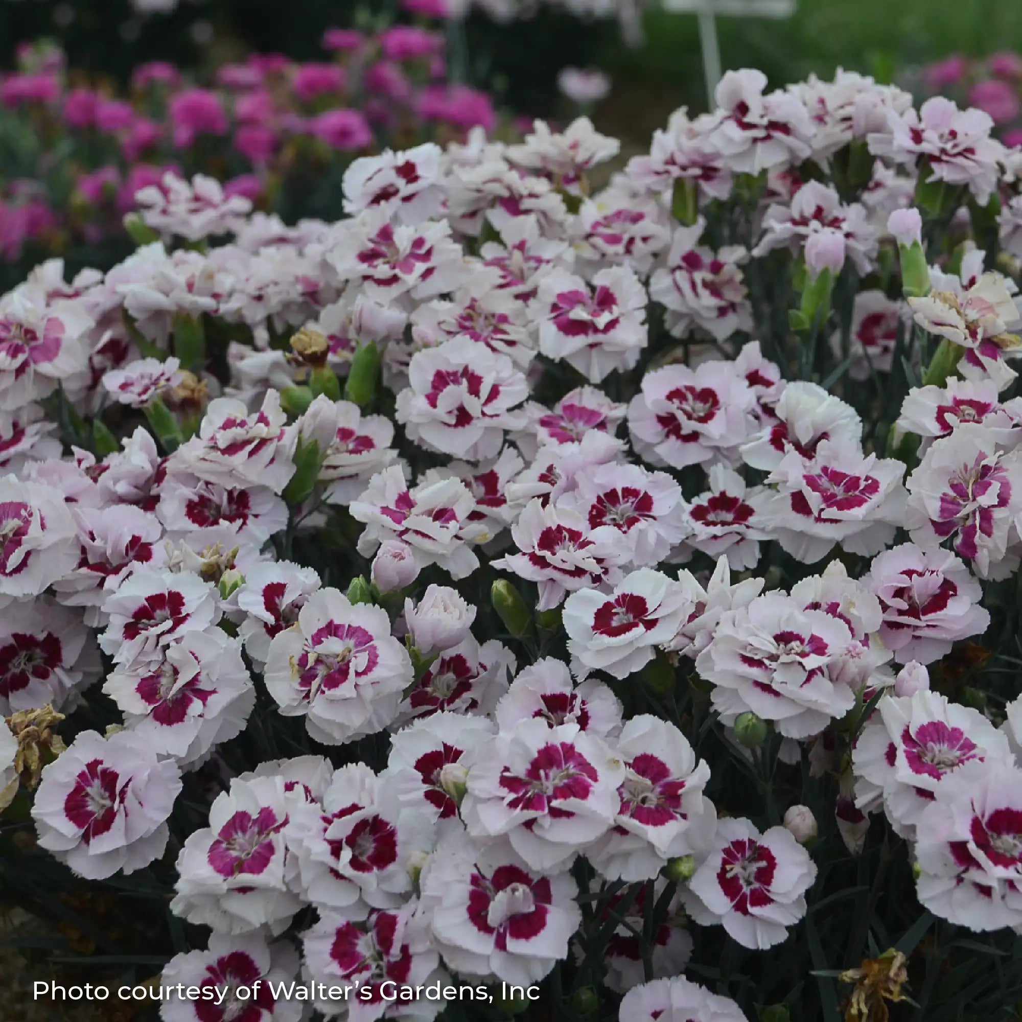 White Dianthus with a Dark Purple center.