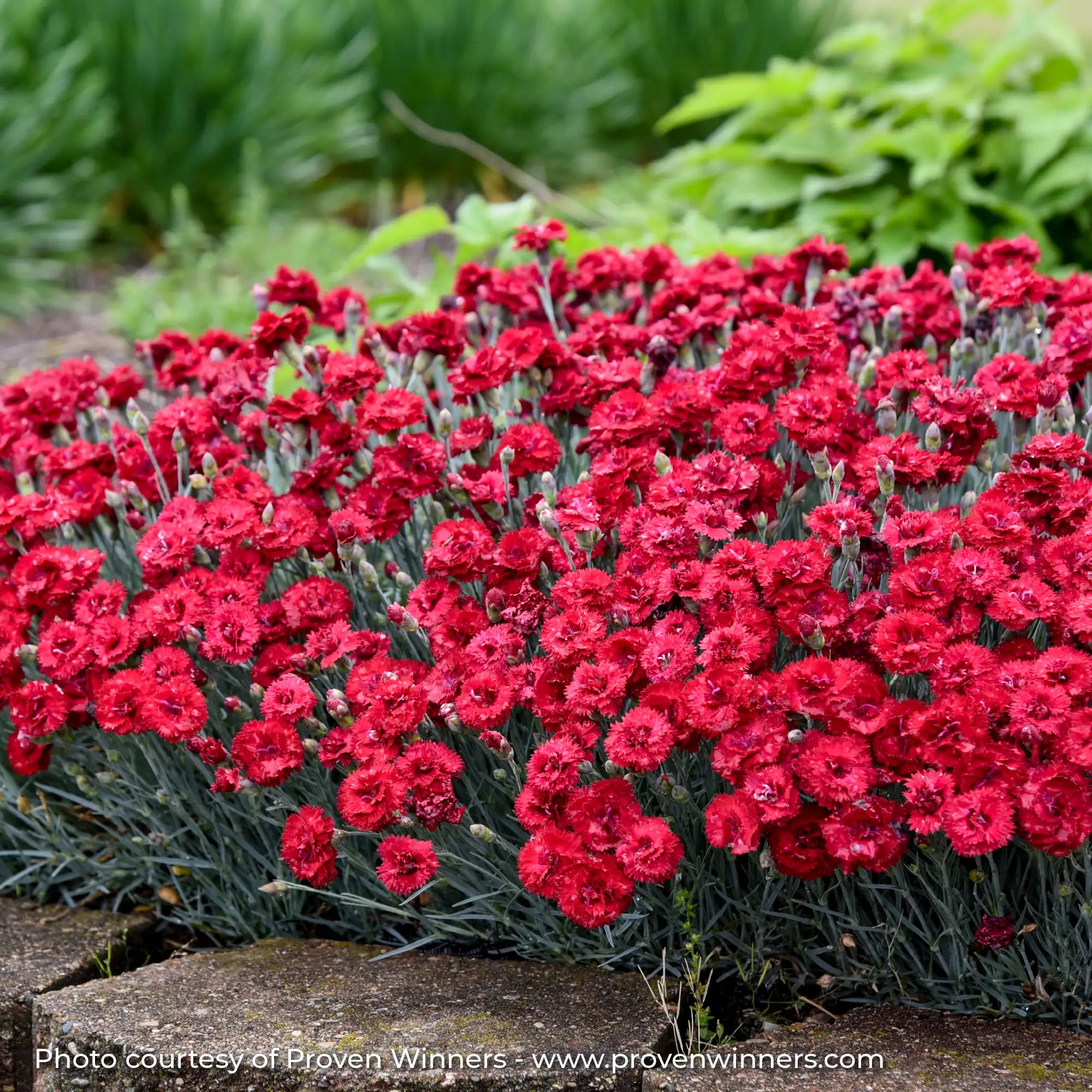 Close-up of Red Dianthus in a garden