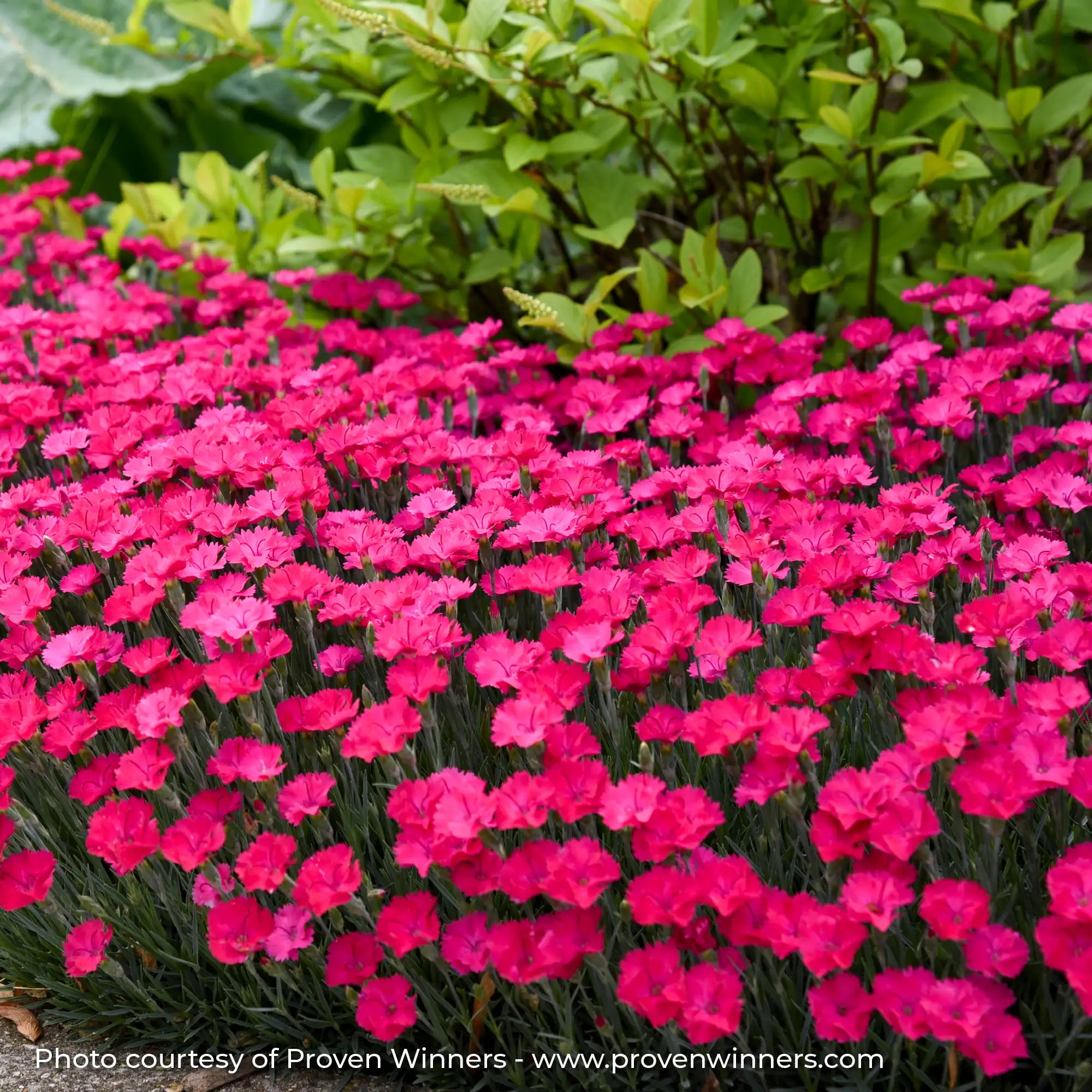 Close-up of Hot Pink Dianthus in a garden