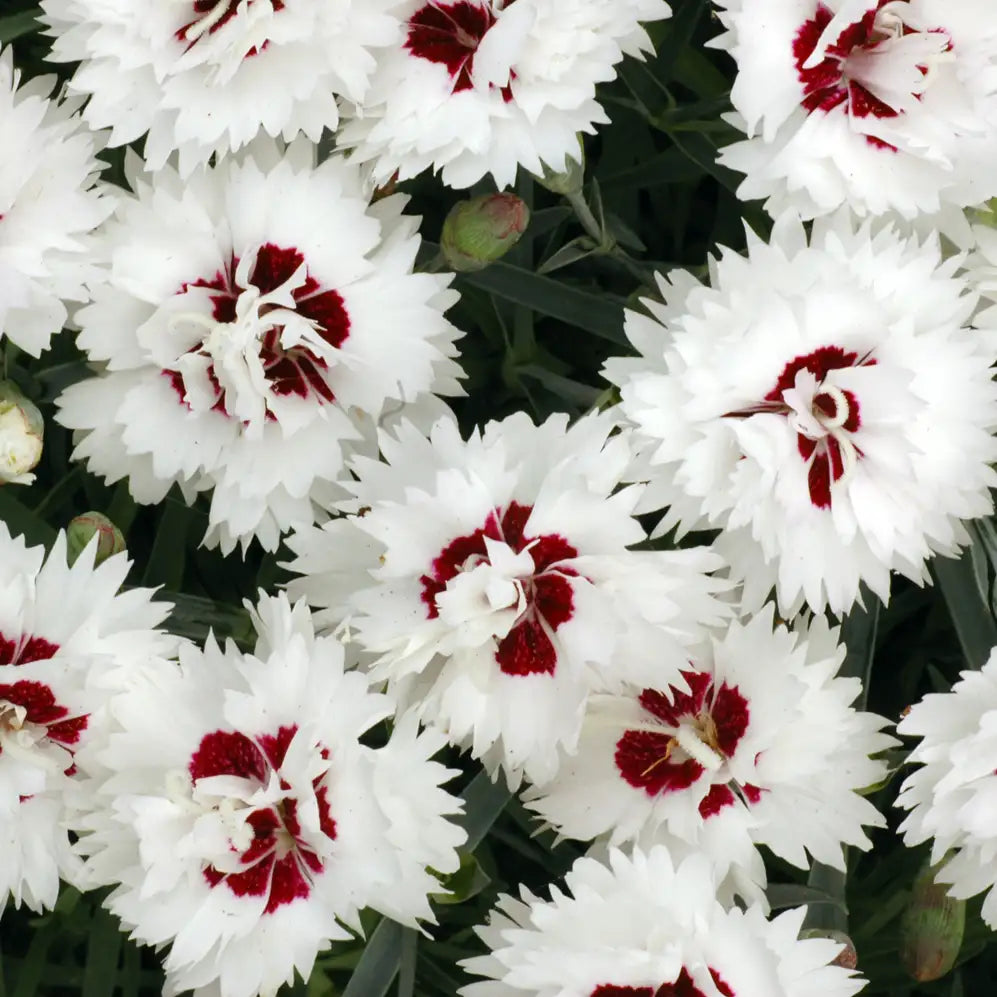 Pinks PREMIER™ 'Silver Star'
