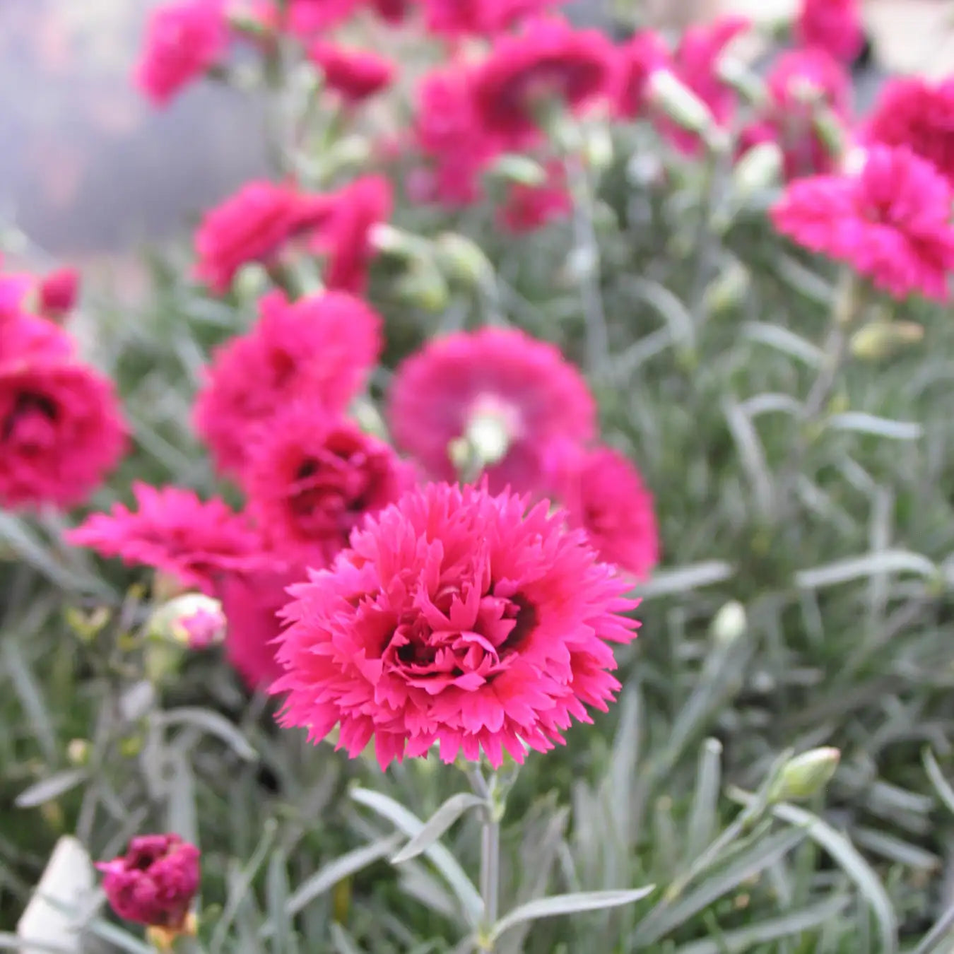 Pinks STAR DOUBLE™ 'Starlette'