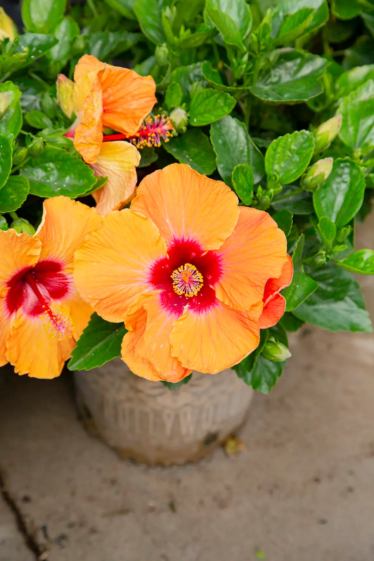 Orange tropical hibiscus with a red center in a pot on a concrete surface