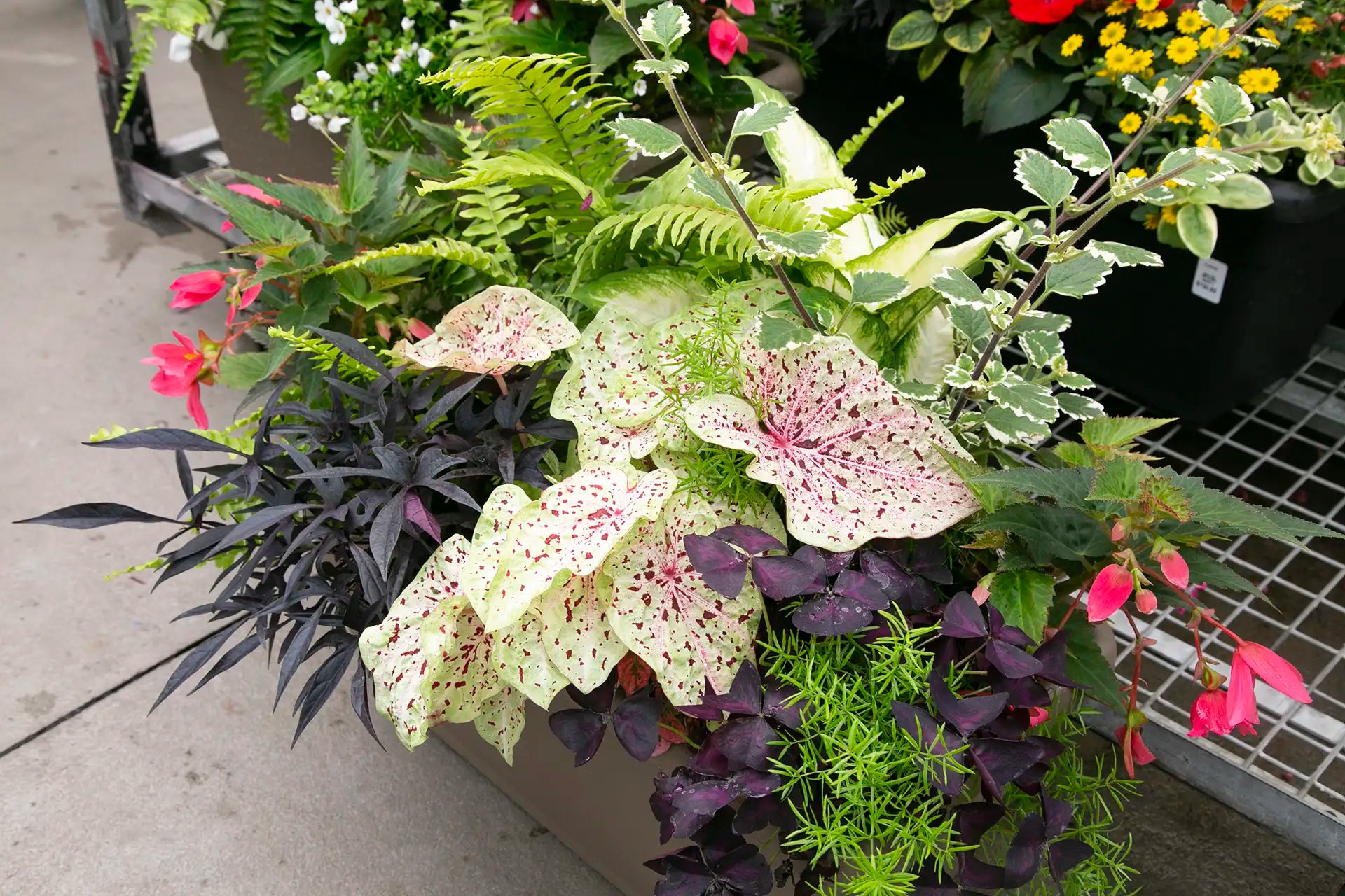 Mixed annual arrangement with spotted caladium, fern, purple potato vine, purple oxalis, and pink begonias on ground beside greenhouse cart