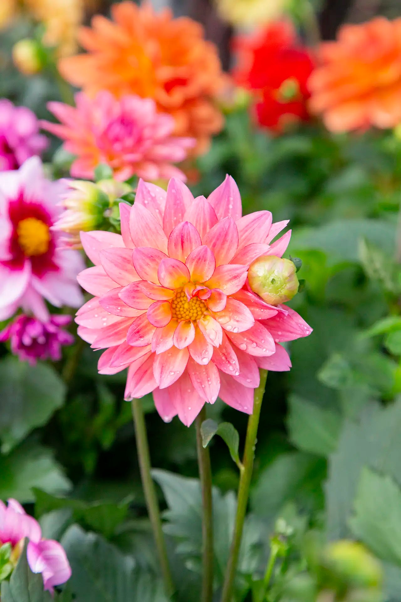Close-up of a pink dahlia flower with other colorful dahlias in the background.