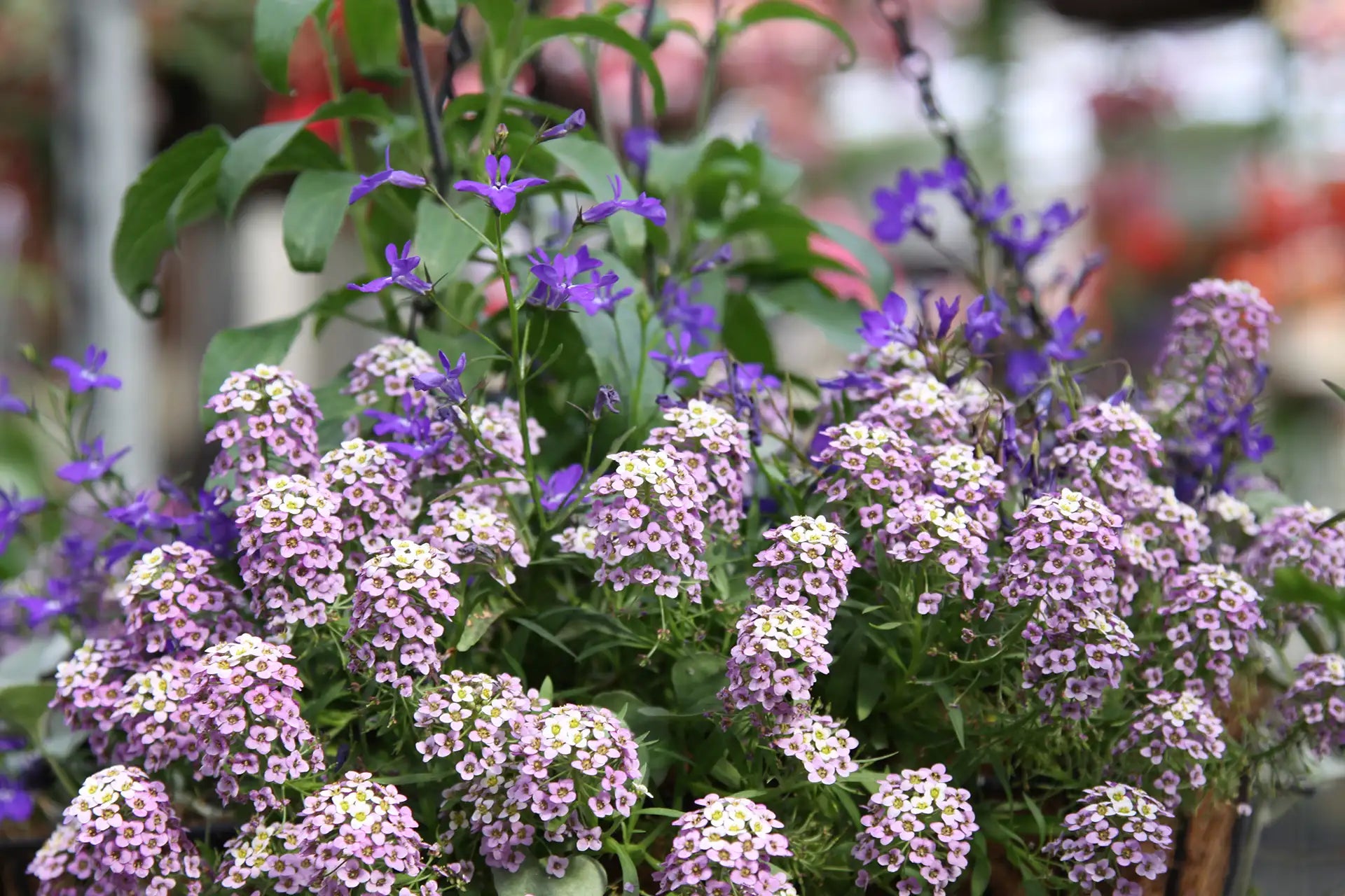 Pale purple and white lobularia/alyssum with dark purple scaveola in hanging basket.