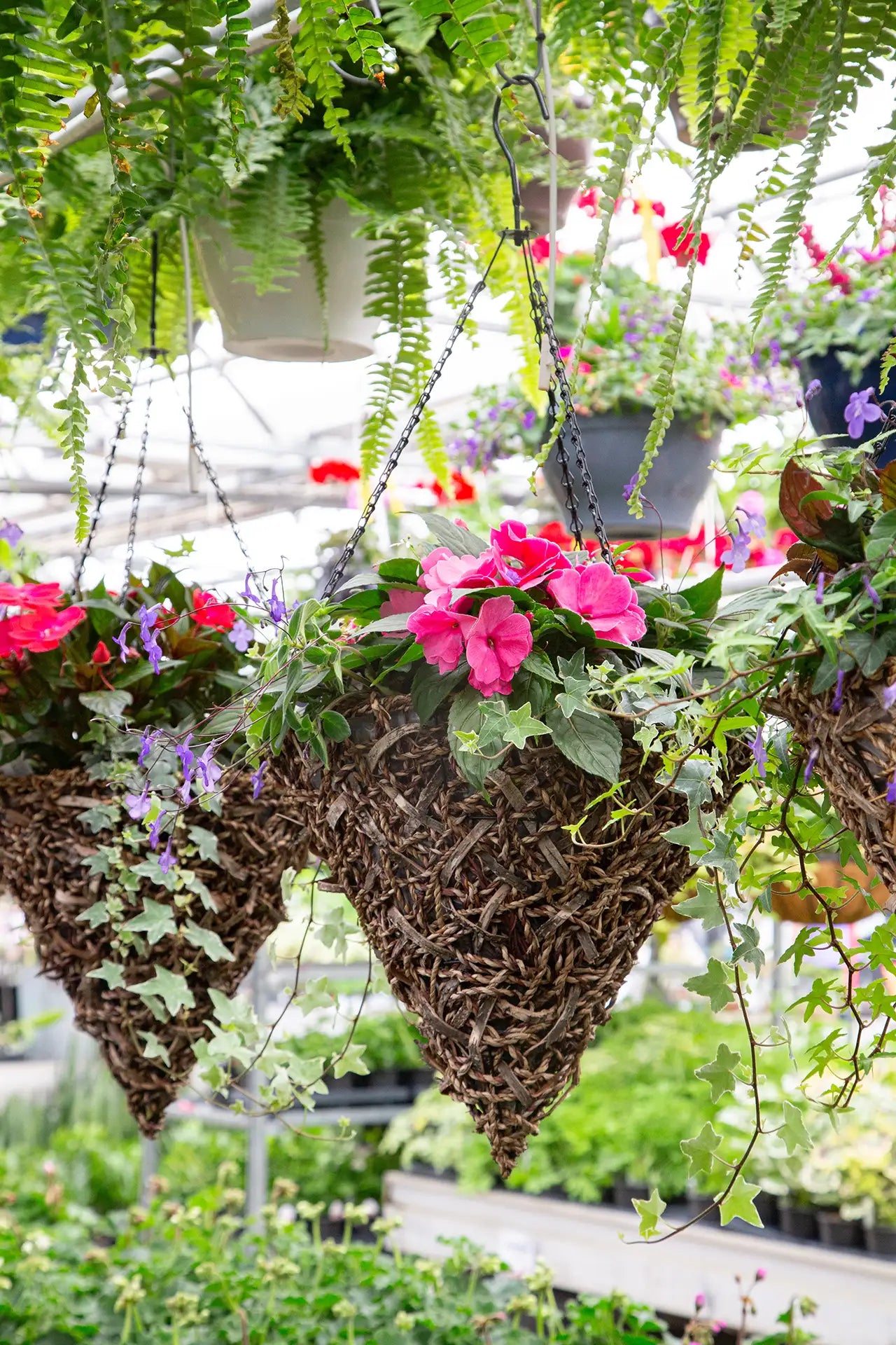 Hanging woven cone basket with New Guinea Impatiens, ivy, and streptocarpella mixed and ferns hanging above in garden centre.