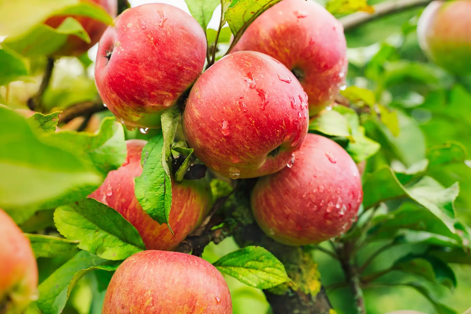 Red apples on a tree branch with green leaves