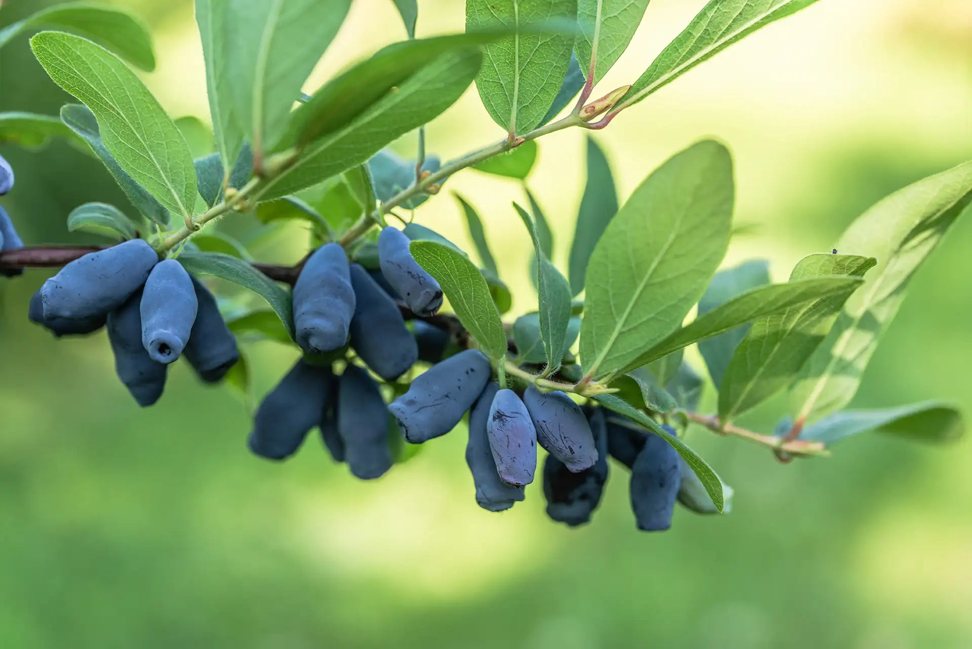 Cluster of blue honeyberries or haskap berries hanigng from branch with green leaves against blurry green background