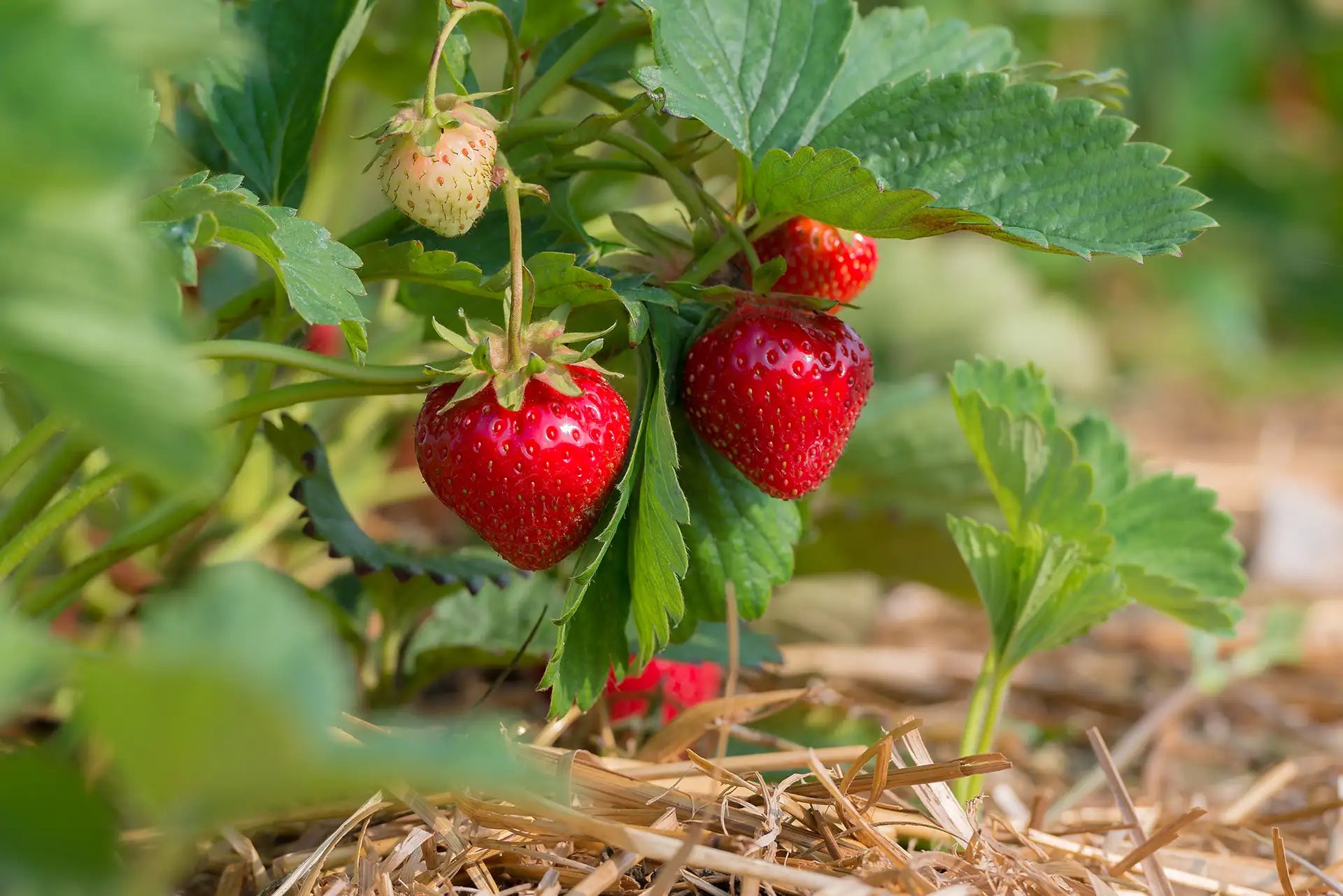 Red strawberries growing on a plant with green leaves, hanging just above ground with straw mulch.