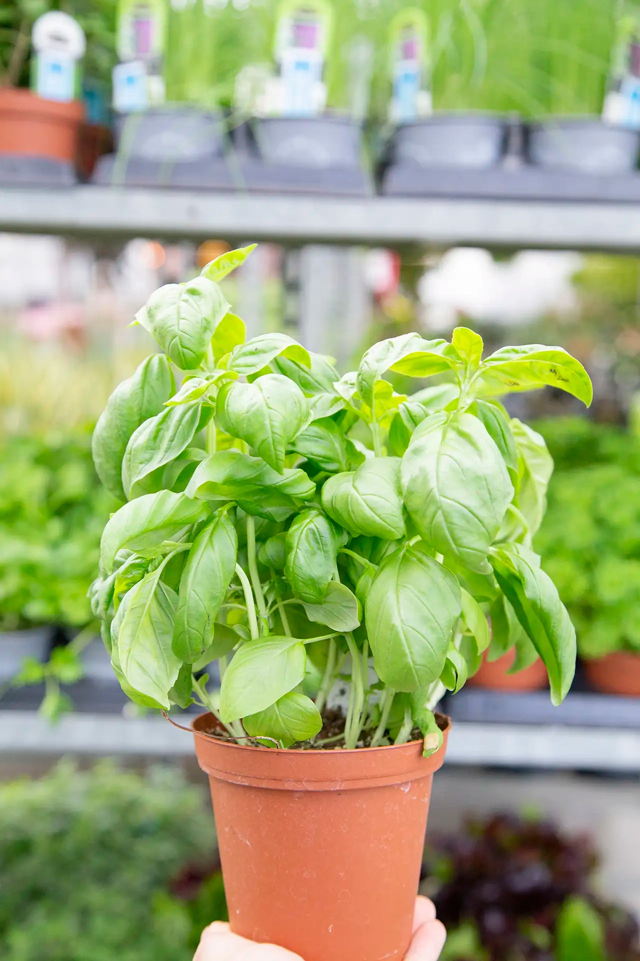 Potted basil plant held in front of a greenhouse cart with other herbs in greenhouse setting.