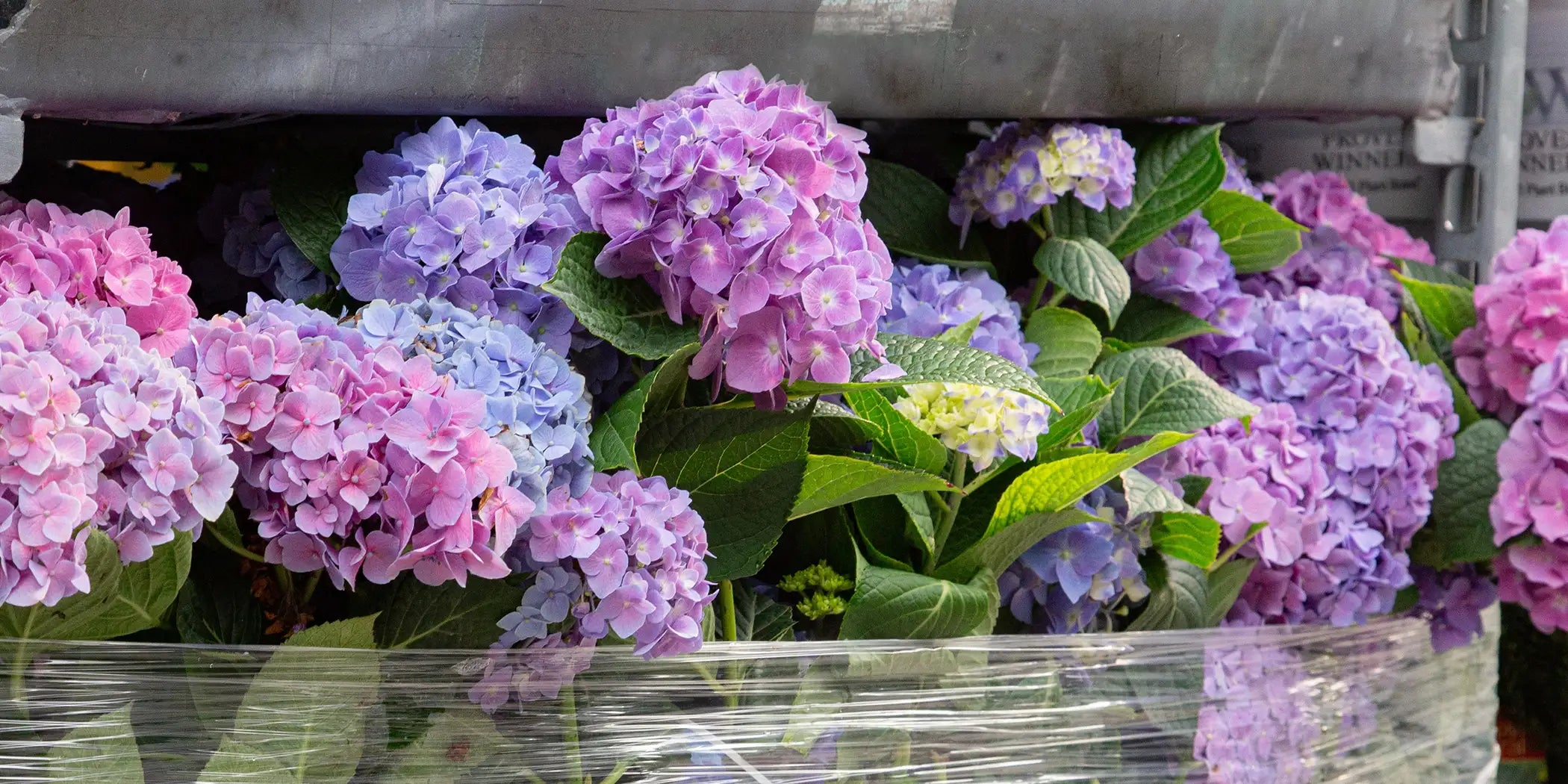Pinky-purple mophead hydrangeas on a greenhouse cart