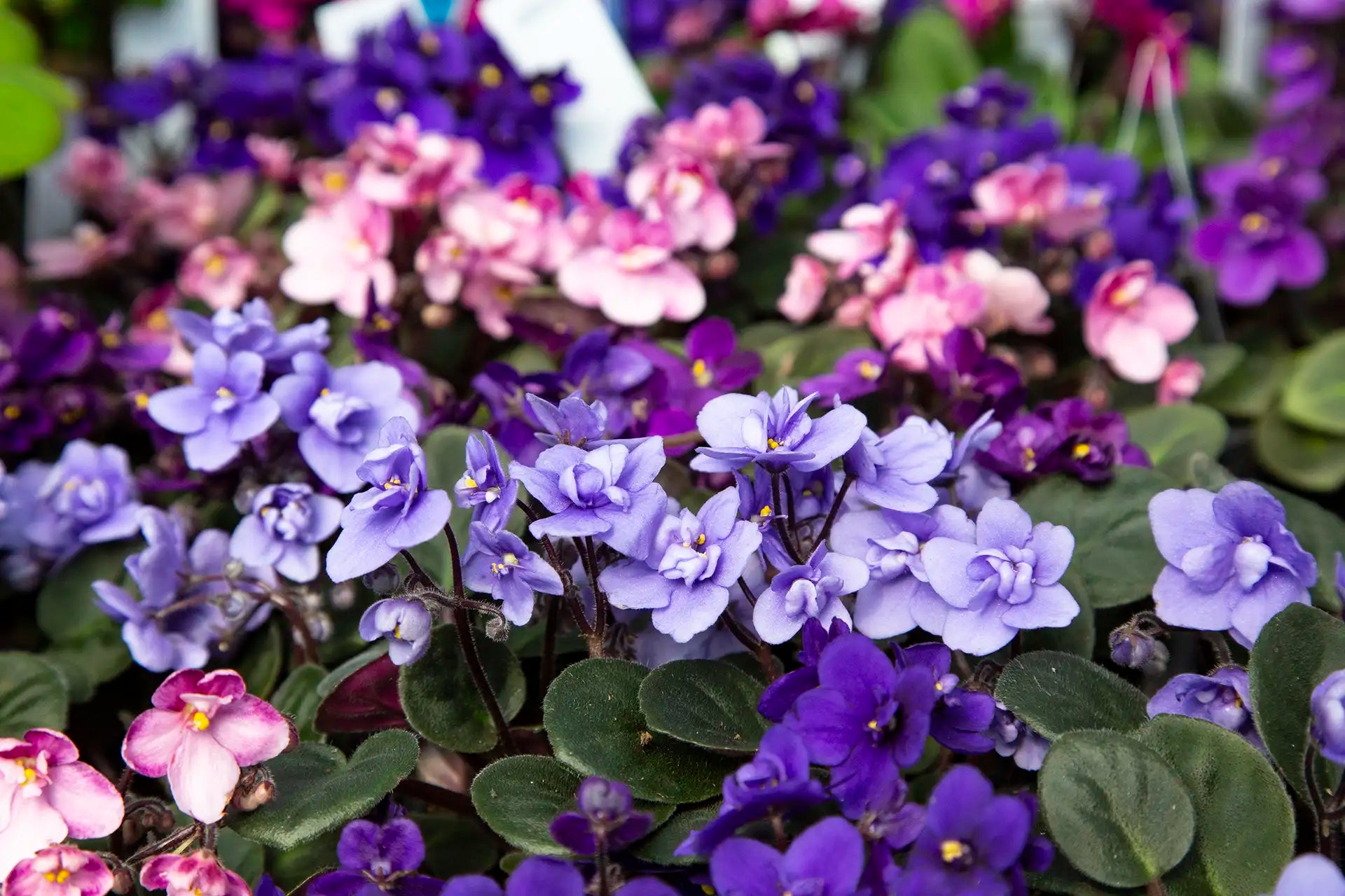 Close-up of blue, purple, and pink African violets with green leaves.