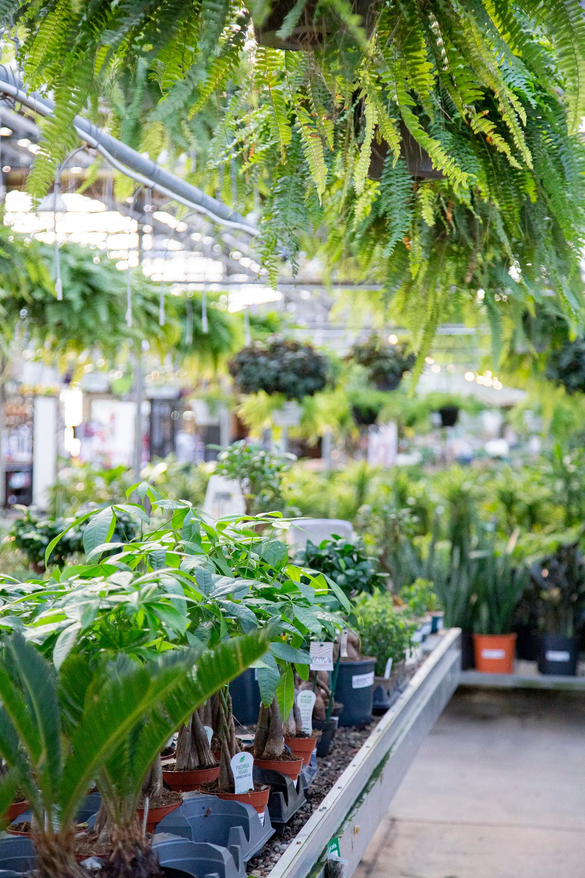 Table of indoor houseplants including money trees and sago palm under hanging boston ferns in lush tropical greenhouse.