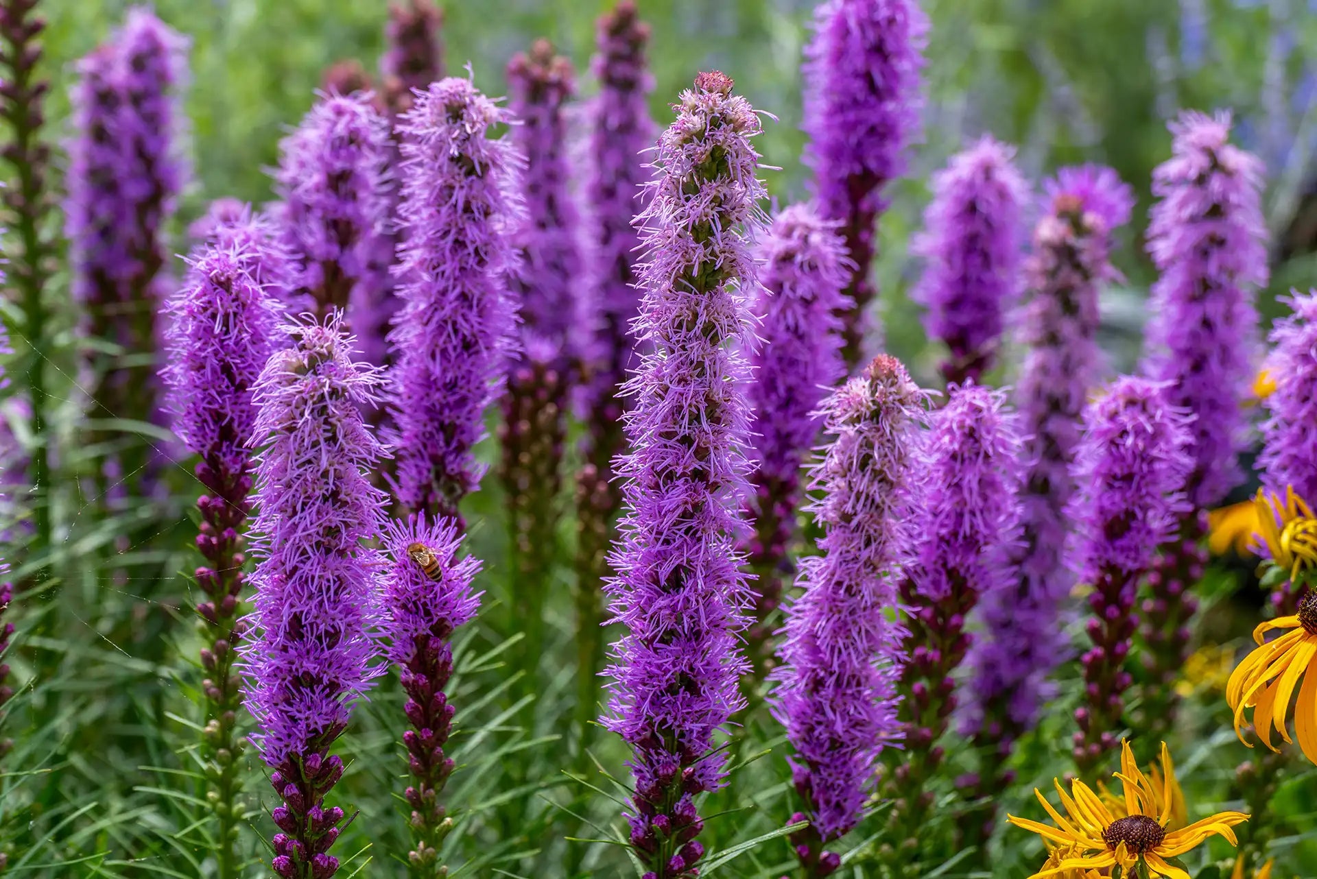 Purple liatris/blazing star with bee on one of the flowers.
