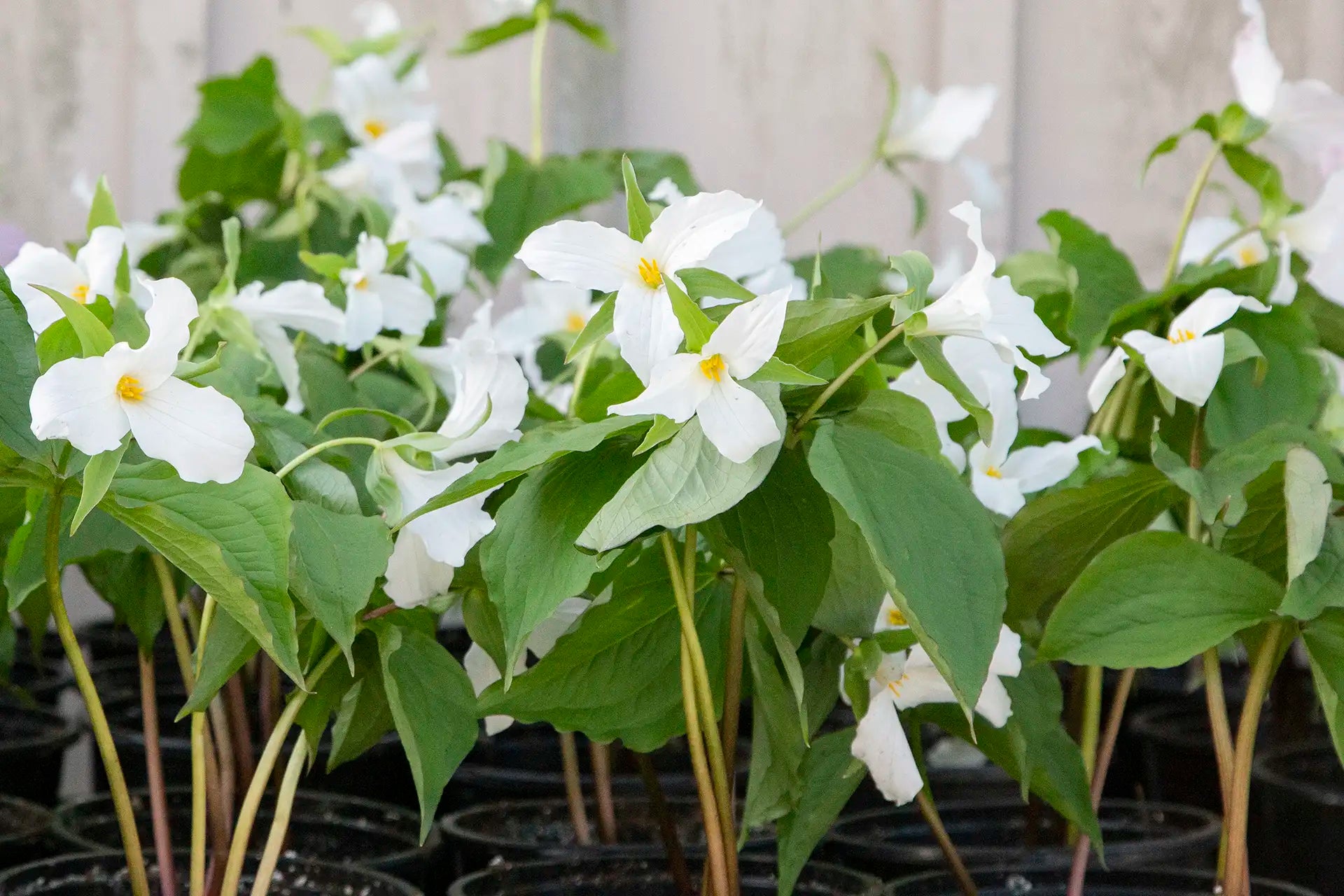 White trilliums in pots on shelf in garden centre with wooden background.
