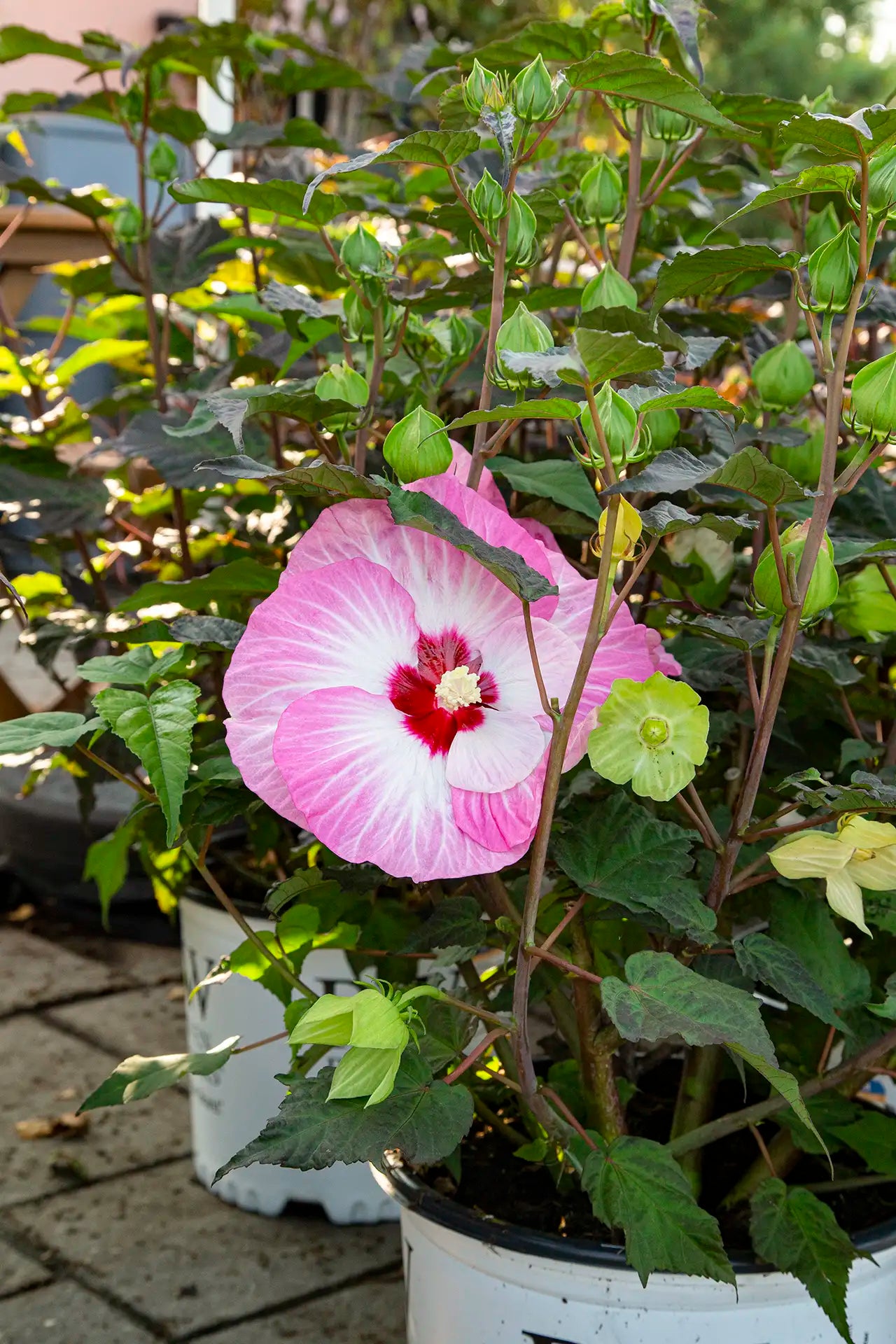 Pink and white perennial hibsicus nestled in green leaves in a white Proven Winners pot.