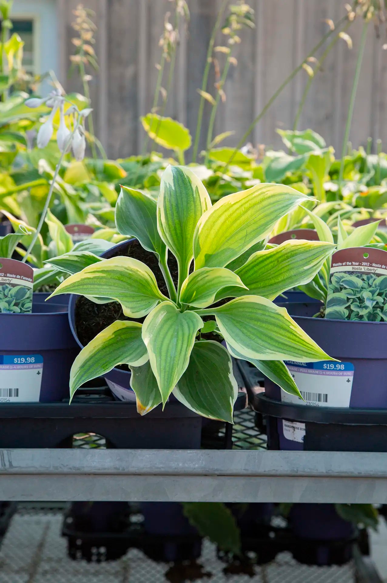 Variegated Hosta tilted on side among other hostas on garden centre table.