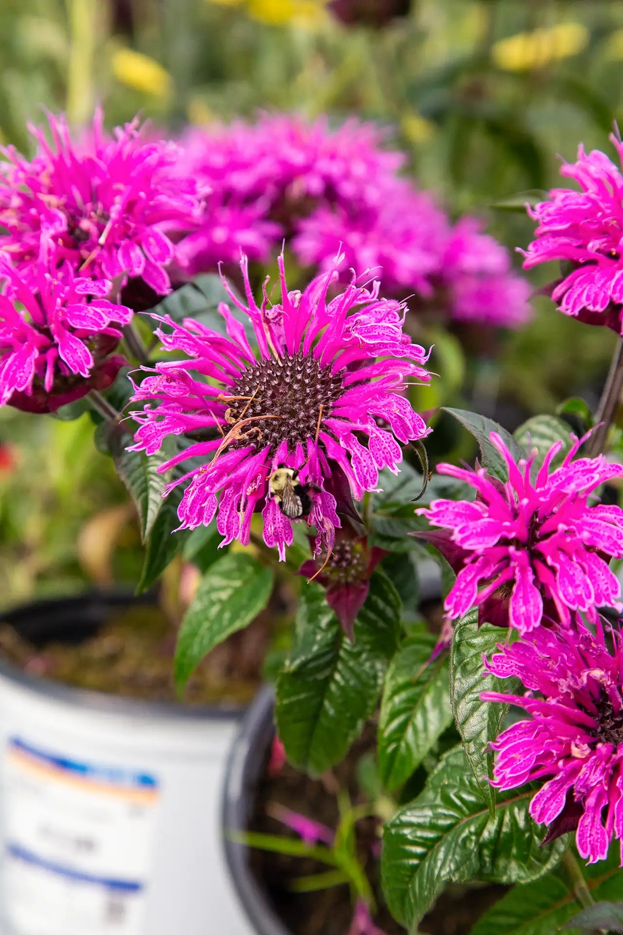 Pink Monarda/Bee Balm in white pot with bumblebee landing on flower.