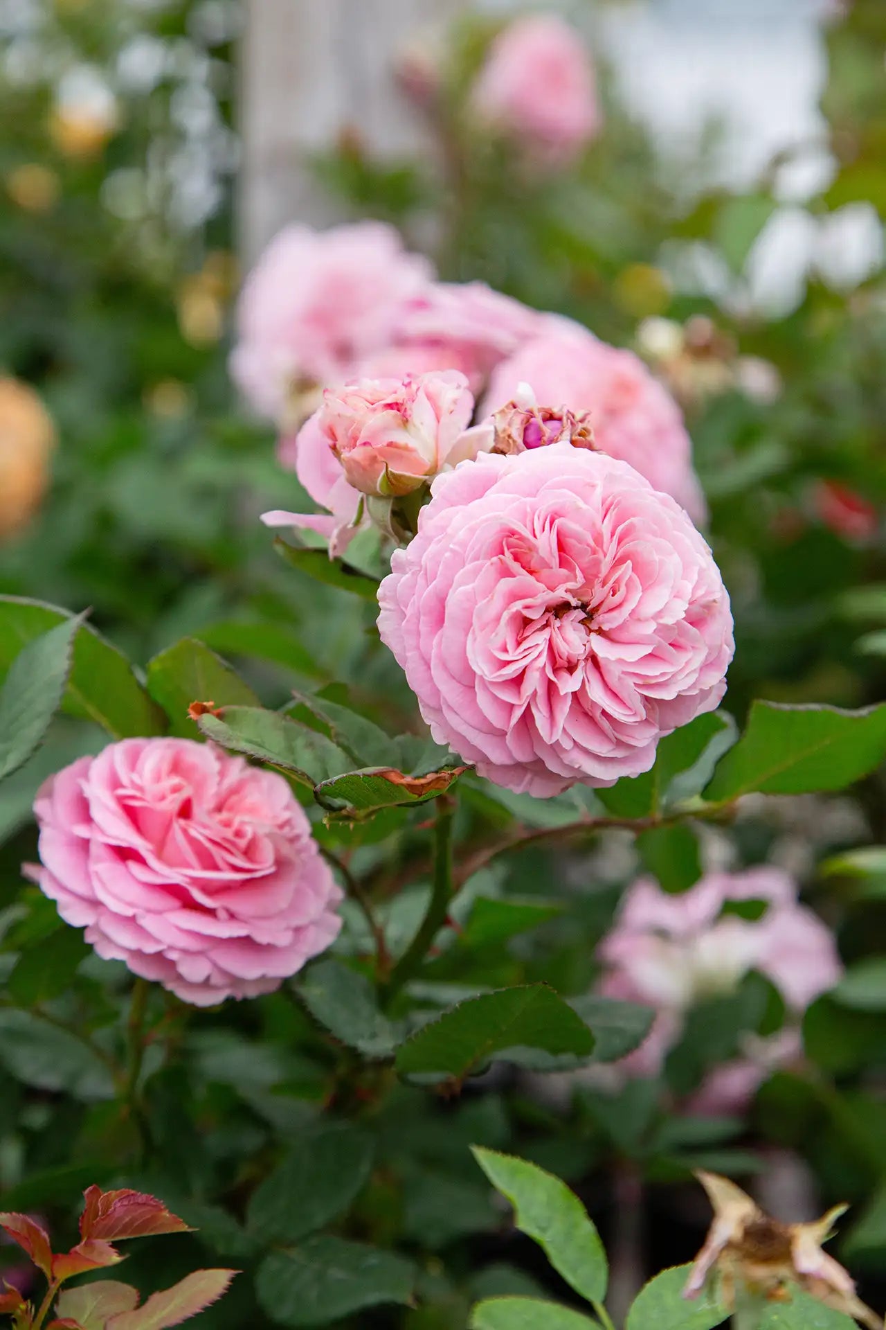 Close-up of pink English rose with green leaves with blurry roses in background.