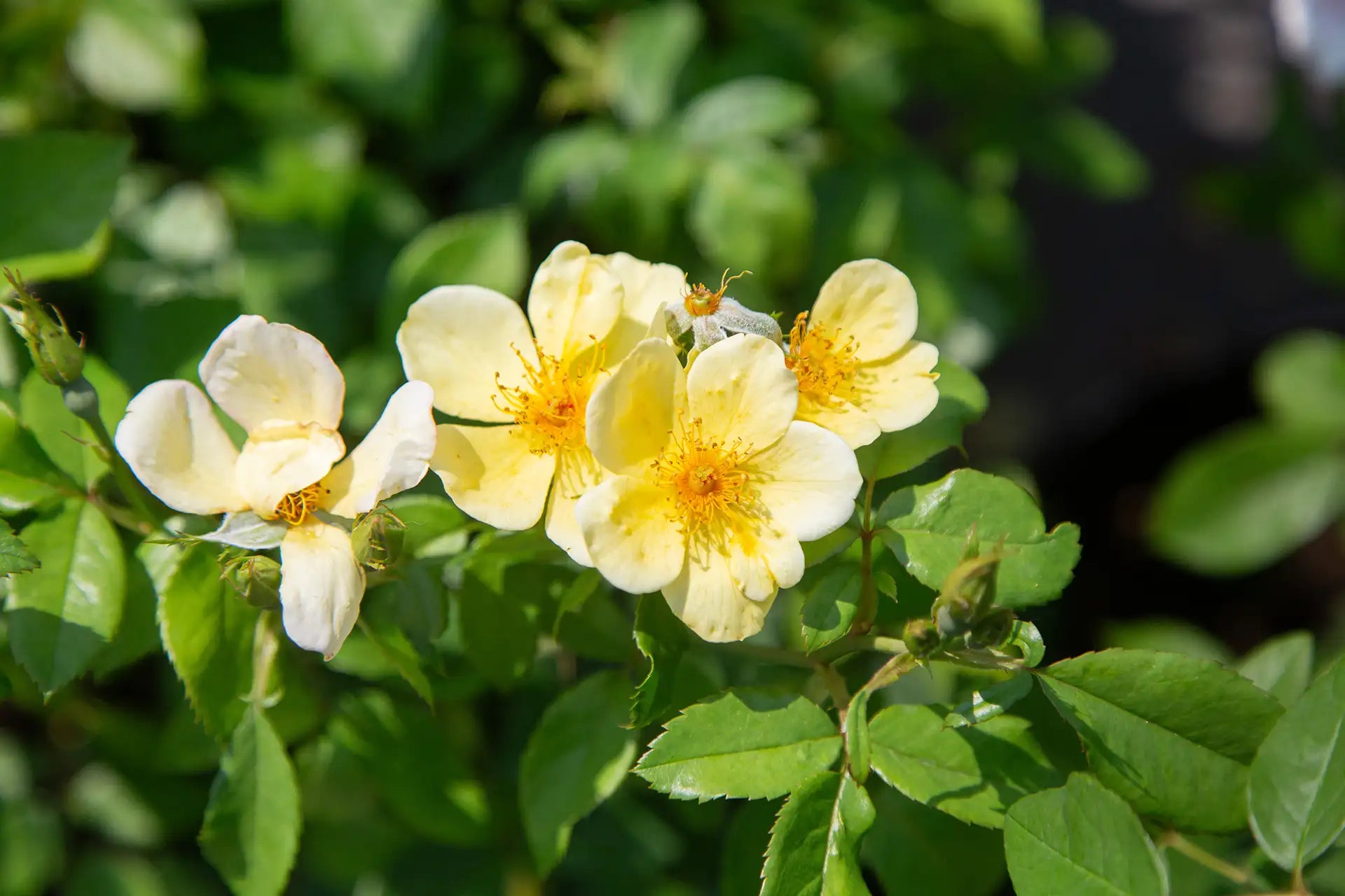 Close-up of yellow single rose with green leaves on a blurred natural background