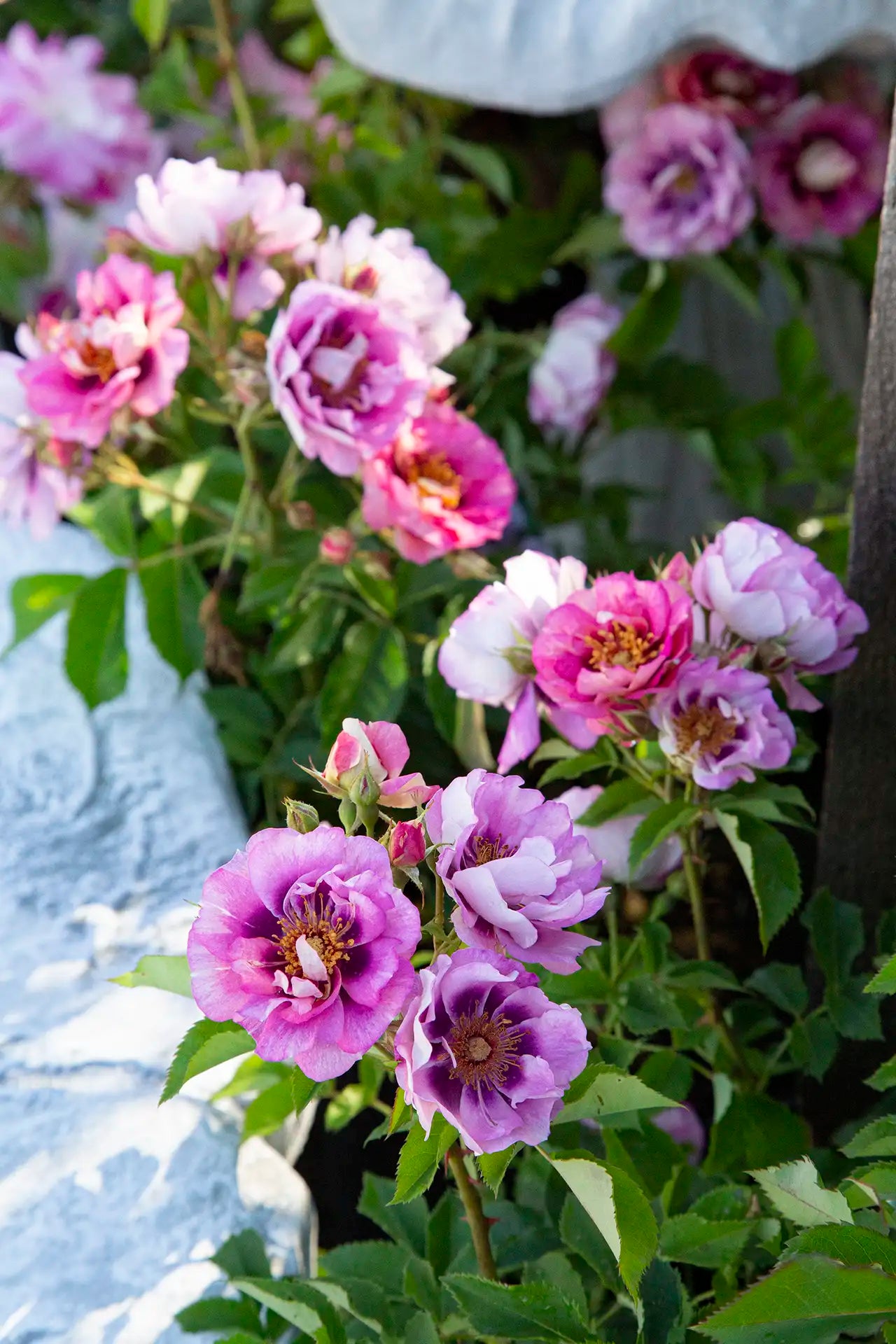 Pink and purple roses with more blurry flowers in background