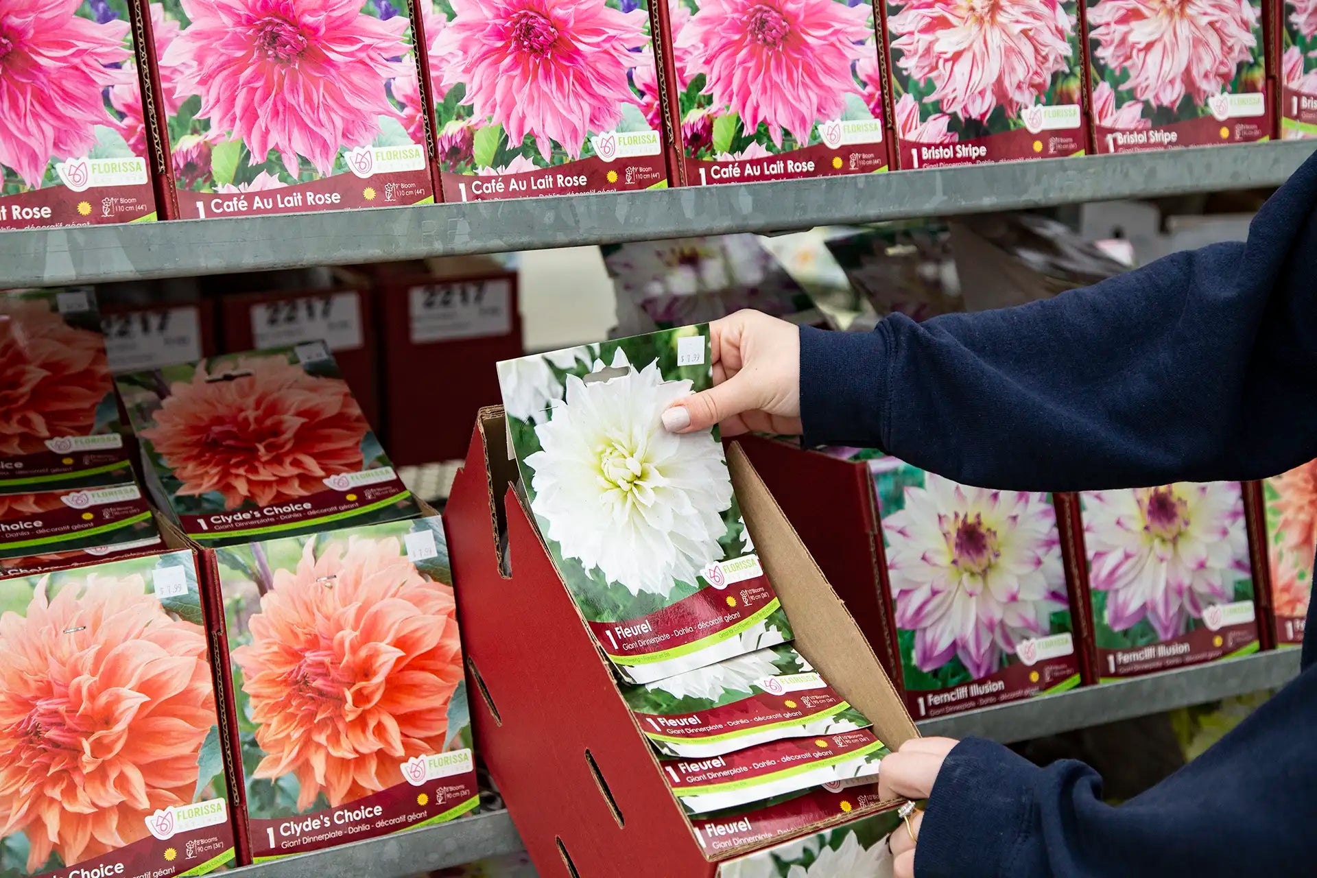 Person picking one Dahlia bulb package out of box in front of cart of different boxes of bulbs.