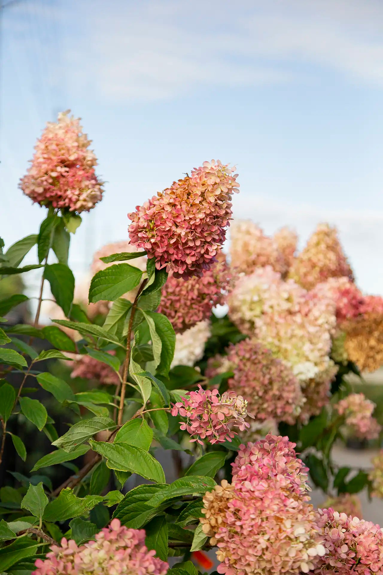 Panicle Hydrangeas blooms turning pink for fall against blue sky.