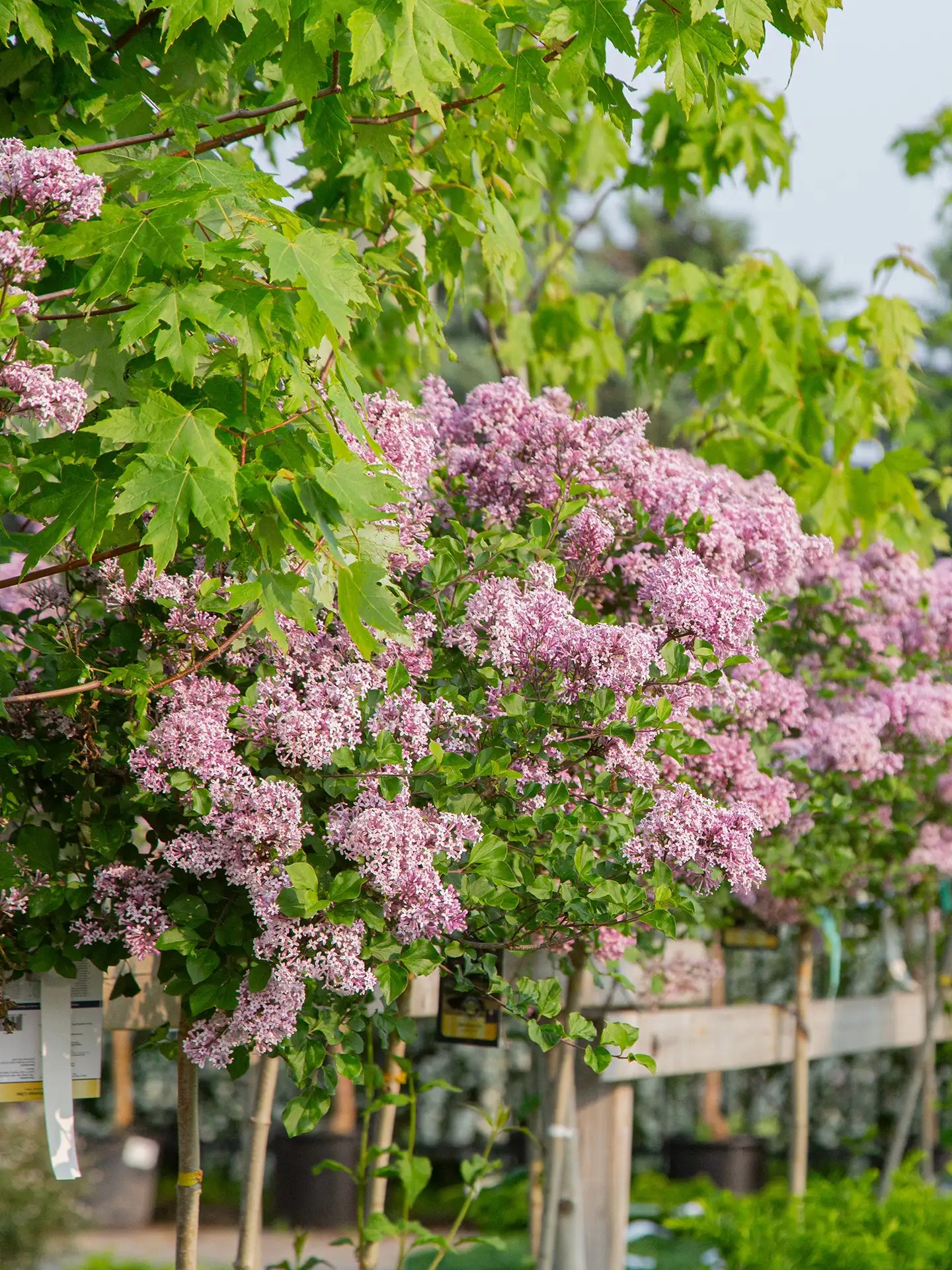 Dwarf Korean Lilac in bloom beside Maple tree outdoors at garden centre.