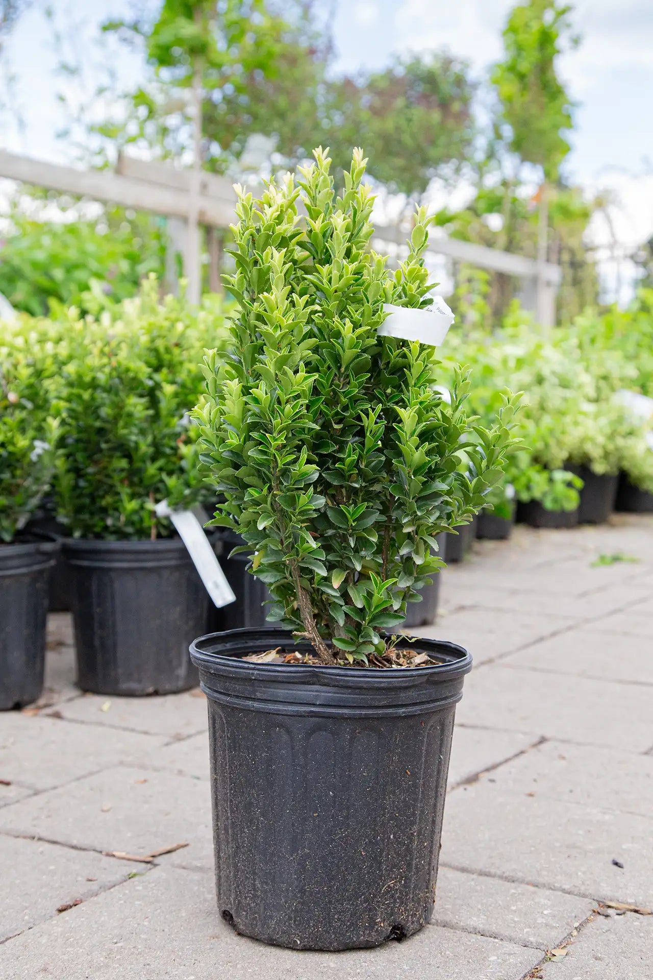 Potted Paloma Blanca Euonymus on interlocking brick with plants in background outdoors in garden centre.