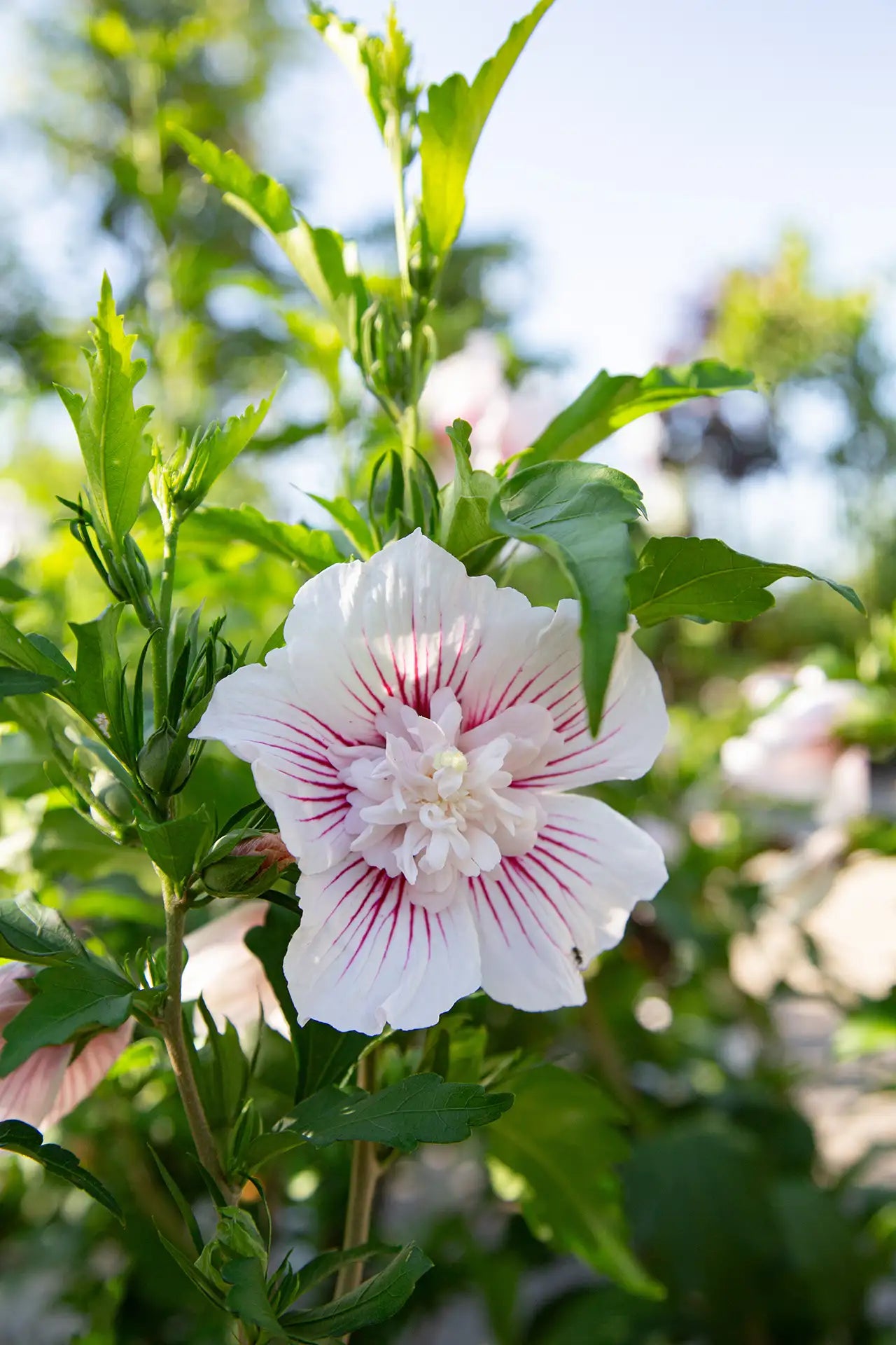 Close up of white double rose of sharon flower with red veins on a green plant