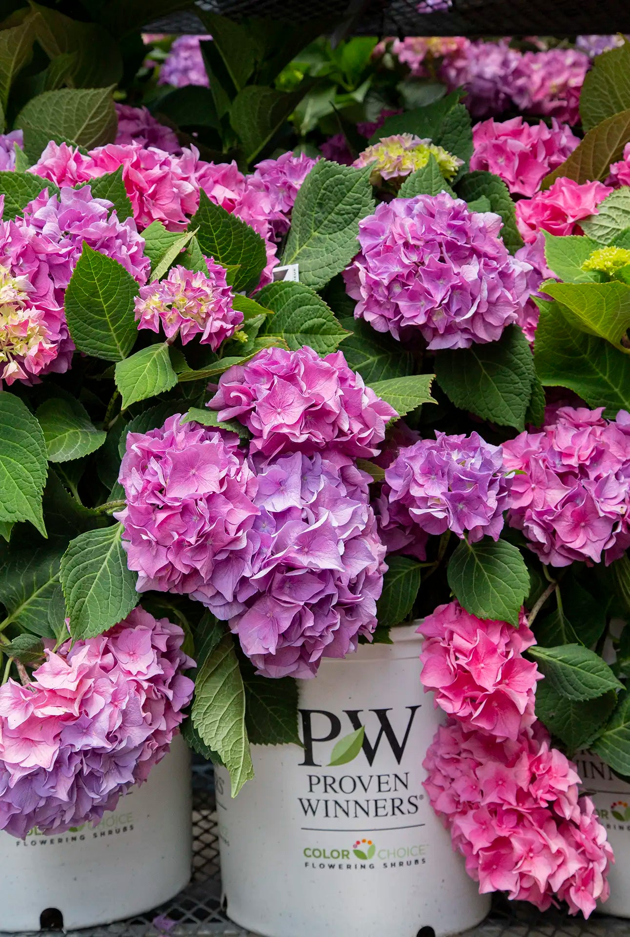 Pink and purple mophead hydrangeas in white 'Proven Winners' pots.