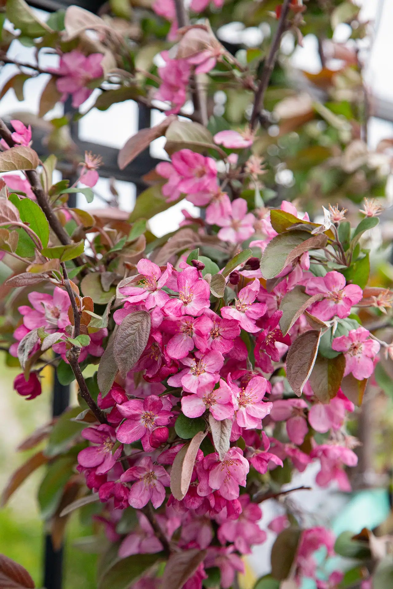 Close up of pink crabapple in full bloom in garden centre